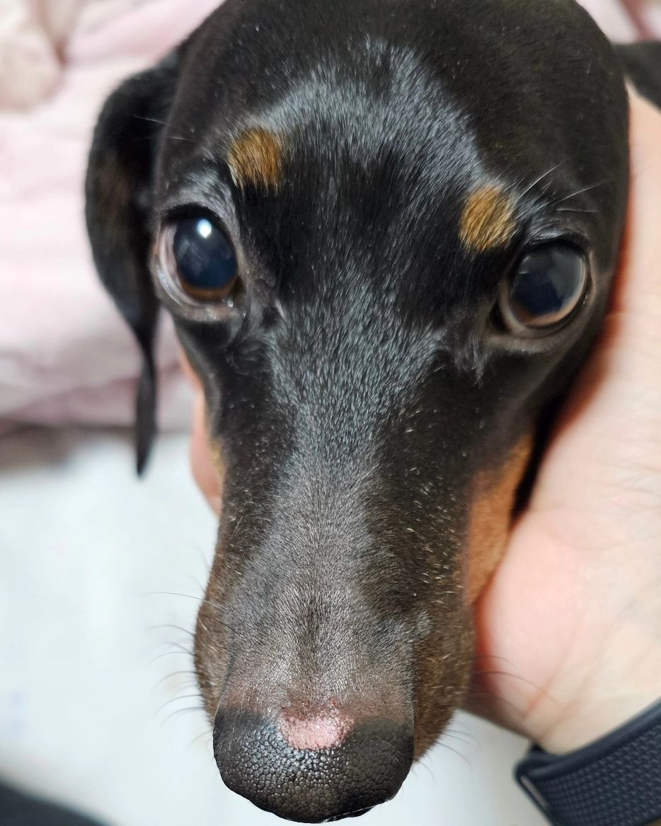 거실 테이블에 비닐째 올려둔 연유크림 미니바게트를 훔쳐먹자 코가 까진 강아지 사진.

 코를 바게트 사이에 코를 넣어서 연유 크림만 홀랑 훔쳐 먹고
벗겨진 코를 얻음. ㅡㅡ^ 

연유크림 그거 사람이 먹어도 달달한데 .. 비닐봉지에 포장된 걸 뜯다니...ㅡㅡ^ 

#파리바게트 #연유크림바게트 #아름씨네집견둘 #이치 #닥스훈트이치 #견스타그램 #식욕넘치는이치 #닥스훈트그램