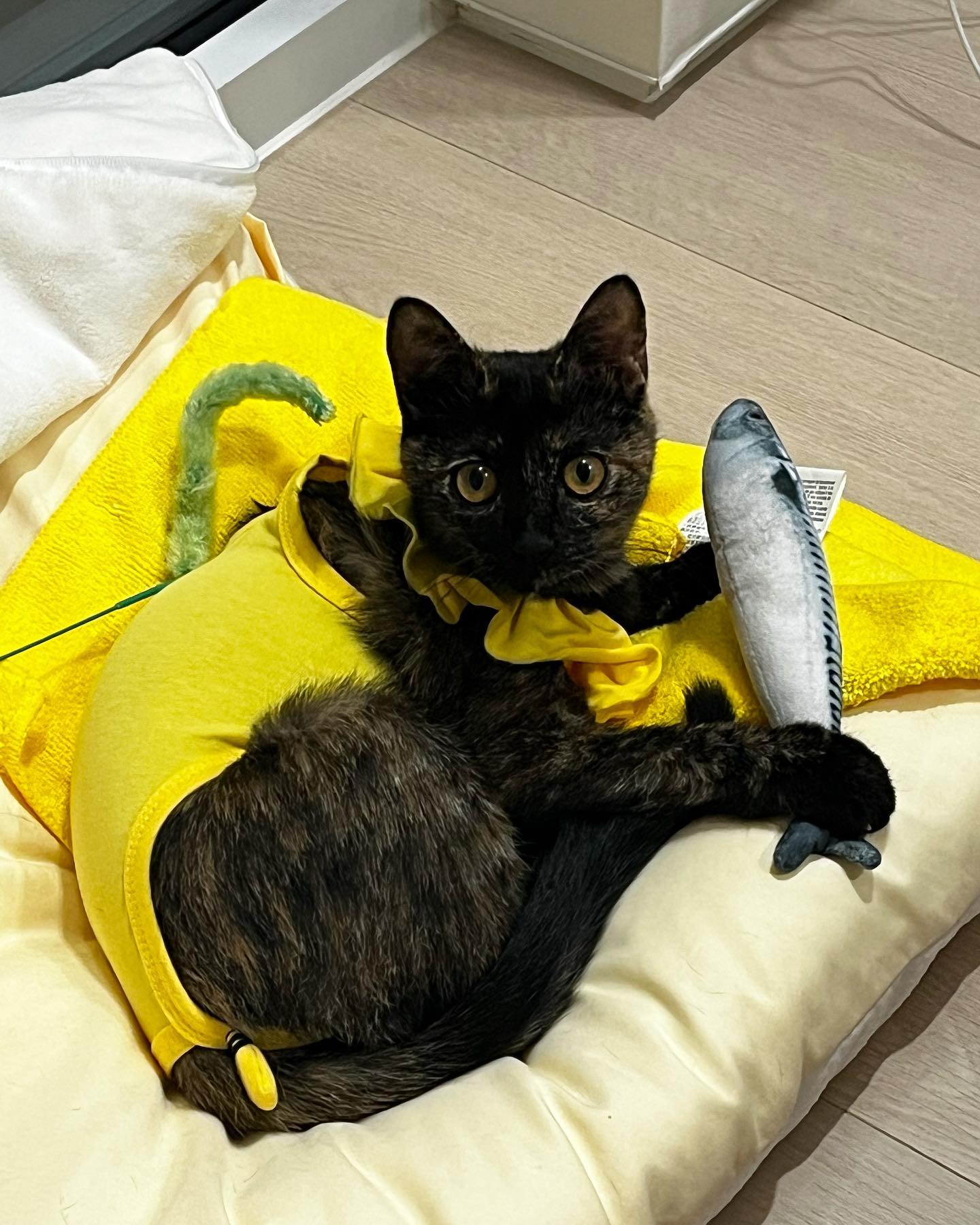 3일차,,ㅠ,ㅠ히유,, 안쓰러워듁겠는데 일주일 언제지나가😮‍💨