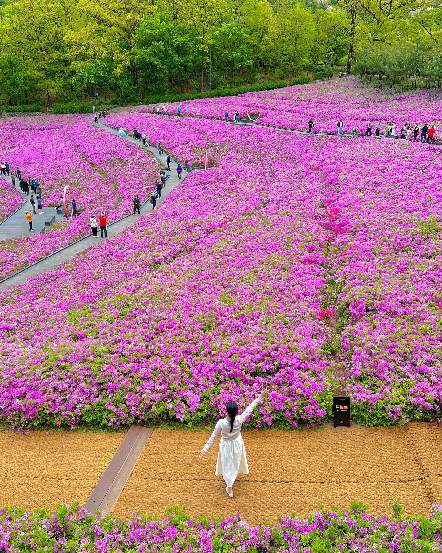 (저장, 공유) 이번 주에 가봐야할 불암산 철쭉동산🌸

어제 릴스로도 보여드린 불암산 철쭉동산은 
지금 축제 중이에요💘 볼거리, 푸드트럭, 체험존까지 
축제 기간에 방문하시면 더 알차게 즐기실 수 있답니다! 

철쭉은 벚꽃처럼 금방 지지 않아서 5월 초까지는 
예쁘게 사진 찍을 수 있을듯해요🥰
지금 구역에 따라 70-100% 개화한 상태라
주말에도 엄청 예쁠 예정!! 

일찍 다녀오셔야 사진 찍기 편합니다 :)
모두 부지런히 철쭉동산으로 고고🏃🏻

📸촬영일 2024.04.21
📌불암산철쭉제 2024.04.16~4.28

📍불암산철쭉동산
서울 노원구 중계동 산45
🚗 불암산힐링타운주차장(상설주차장)
*4시간 무료지만 협소한 편 아침에 가도 
자리가 별로 없으니 임시주차장을 이용하세요
*축제기간 임시주차장(주말, 공휴일) : 영신여중, 중계중, 원광초(중계중은 27 오전 불가)

a.0_daily 팔로우 하시고 실시간 여행 꿀팁 확인하세요 ◡̈