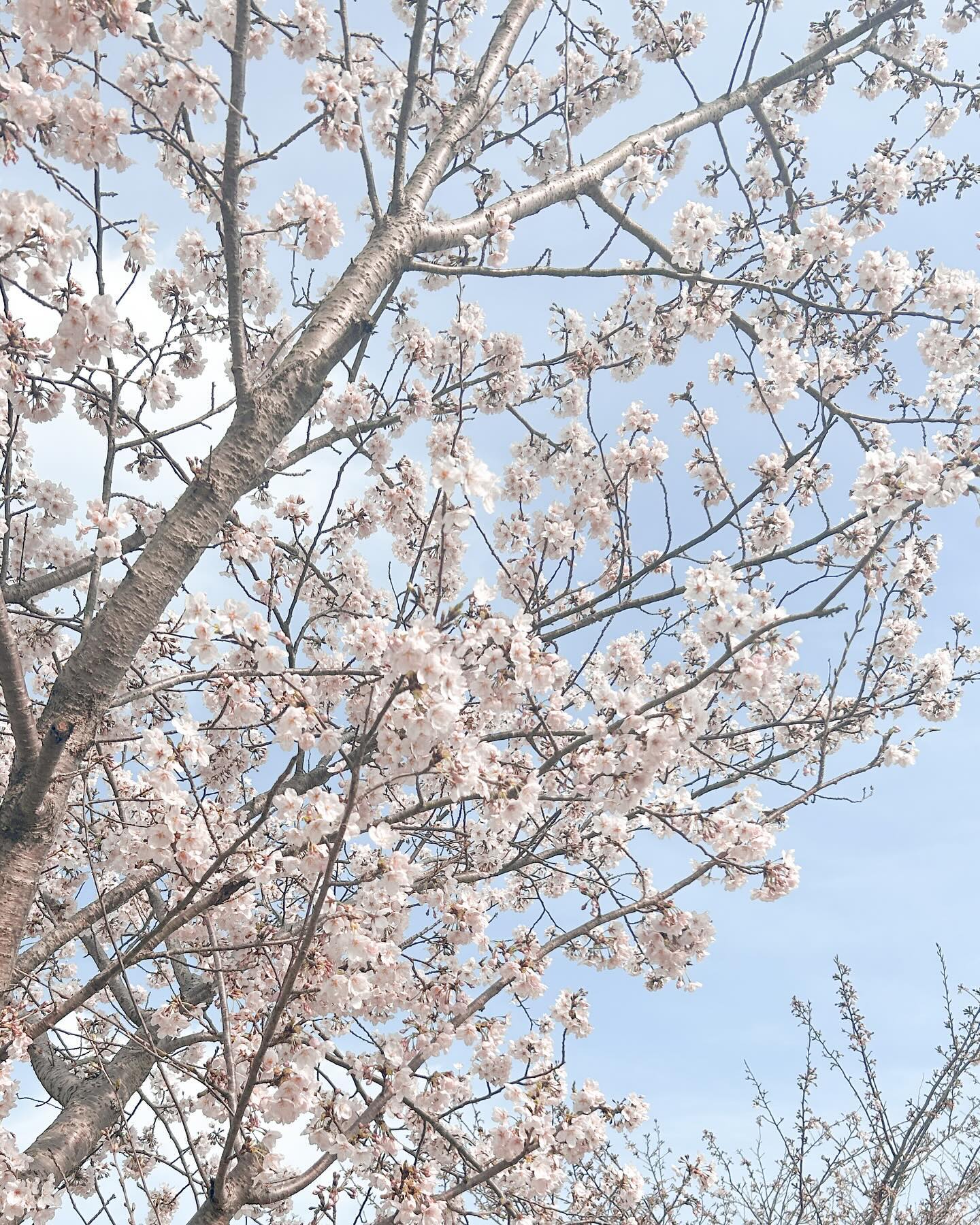🌸