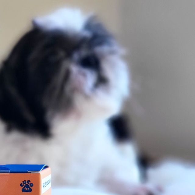 최율찬/남아모델/주니어모델/Kidmodel on Instagram: "#광고 우리 싼쵸! 멍멍이 영양제! 🐶 #협찬 . . . 우리집 싼쵸는 율찬이 보다 한살이 동생이에요 ☺️ 시츄는 관절과 눈에 최약제 강아지 잖아
