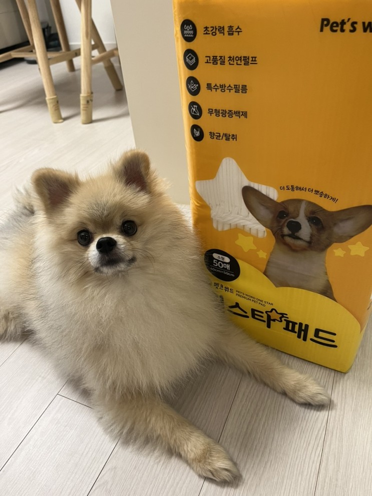 강아지배변패드 펫츠워드 원스타패드