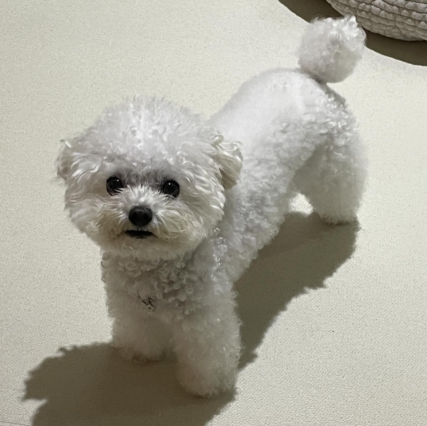 .
나 박파이, 꼬리만 빗고 튀어찌
나 전생에 이브이였을지도...!
(엄마 연령 티나는 포켓몬)