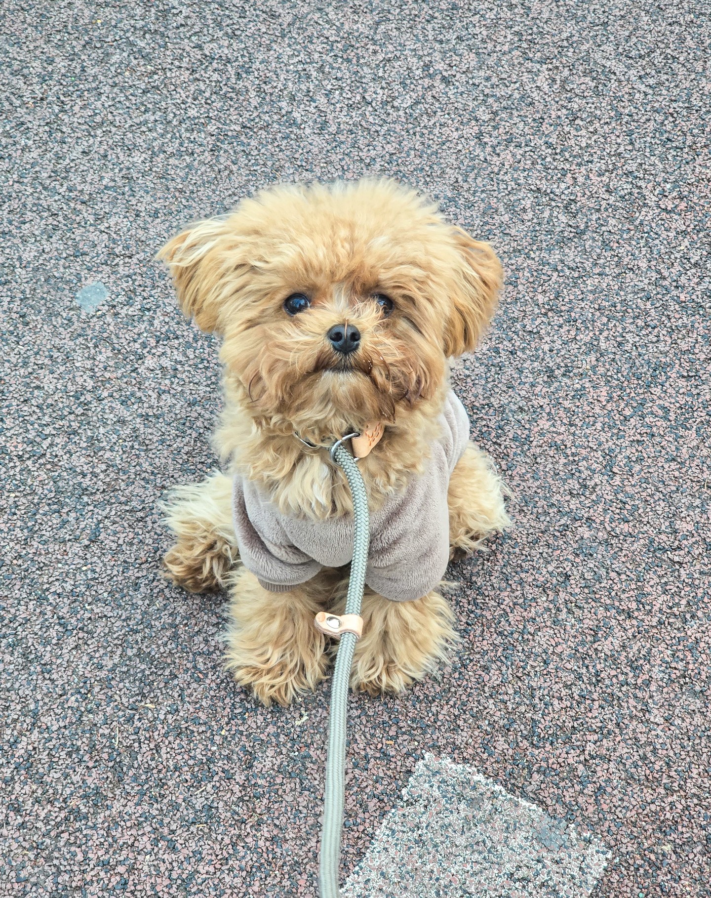 엄마 난... 틀렸어 먼저가..

#고집쟁이 #강아지산책 #산책