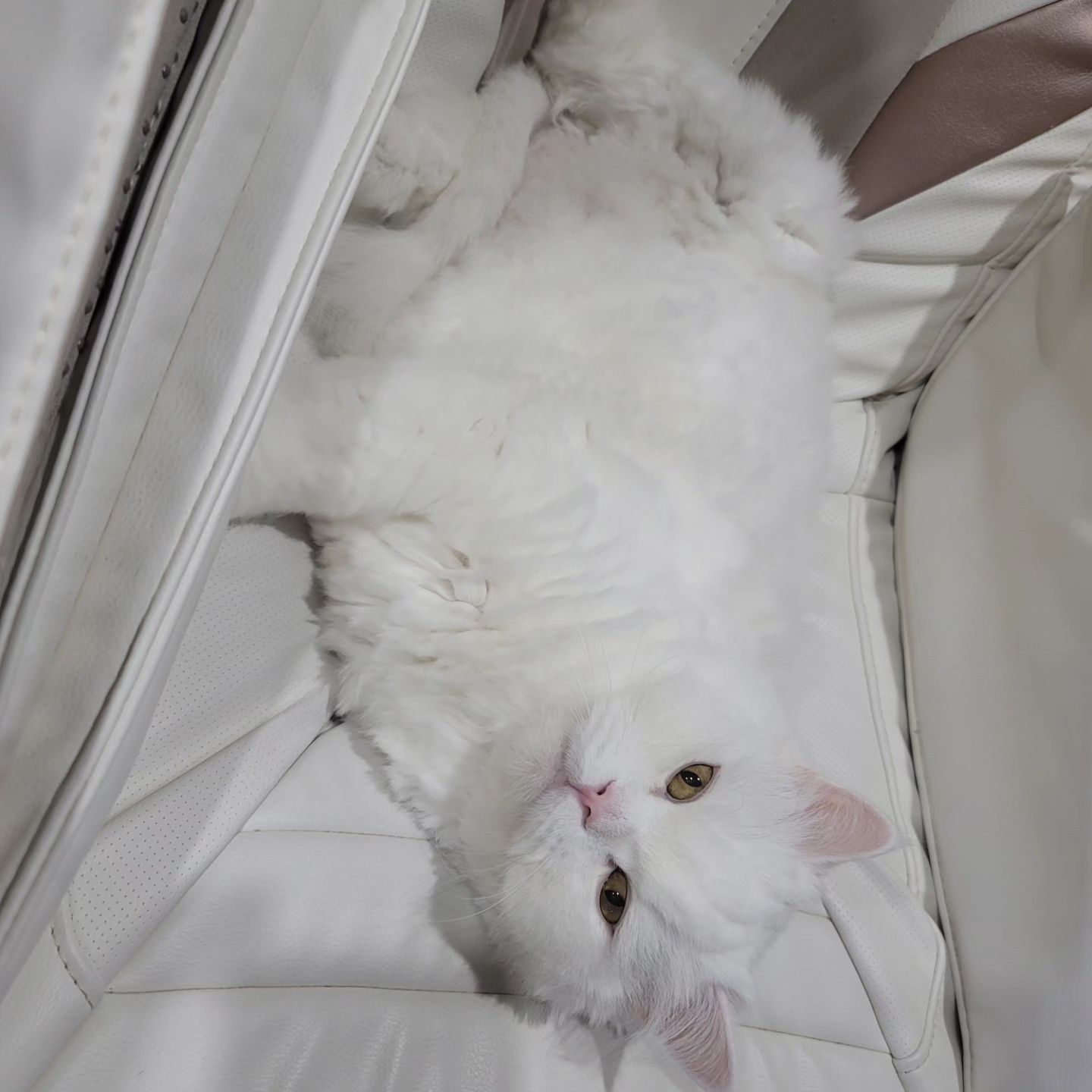 오늘도 안마의자 껌딱지 중인 하양이 얼빡샷♡ 

#하양이자두