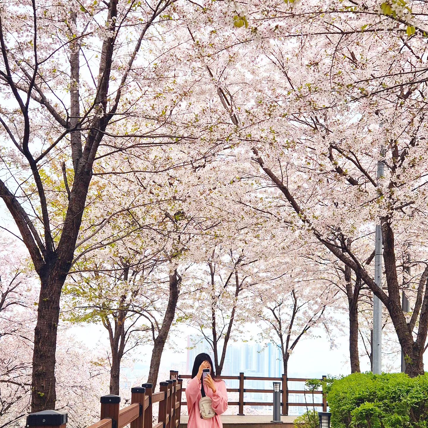 #알록달록아띠
벚꽃놀이 마지막은 꽃비
이제 초록이가 온다.
🌸🌸🌸
.
.
#벚꽃놀이
#일상 #daily