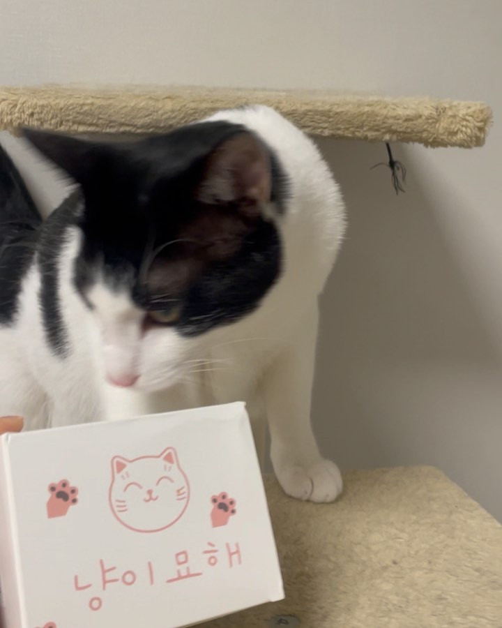 #협찬 체력 빵빵한 누리😸가 애정하는 냥이묘해의 스마트캣볼
로켓배송으로 받아볼 수 있어서 좋았던 제품!

집사들이 출근하면 유월이를 괴롭히는지 언젠가 유월이 얼굴에서 상처를 발견 한 후로 출근할때 분리해놓고 가는 편이예요!
그럼 누리의 무료함은,,,?
이럴때 출근시 스마트캣볼을 켜고 나가면 좀 낫지 않을까 싶은 생각으로 사용하고 있는 제품!😀😀
우선 집사가 있을때는 깃털을 잡고 잘논답니다
총 3개의 깃털과 충전선까지 함께 들어있는 스마트캣볼
1시간을 충전하면 최대 6시간까지 사용이 가능해서 잘때 충전하고 아침에 출근시 켜주고 가는 장난감!
누리의 무료함을 조금이라도 달래줘야죠! 🙃
#냥이묘해 #고양이 자동장난감 #고양이 장난감 #고양이 움직이는장난감 #고양이 사냥놀이