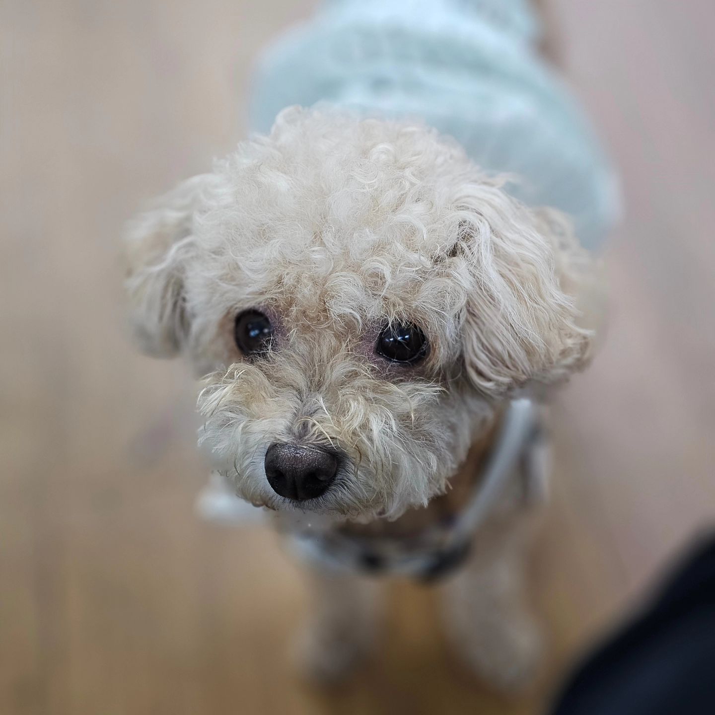 🐶: 온니 나 간식조..