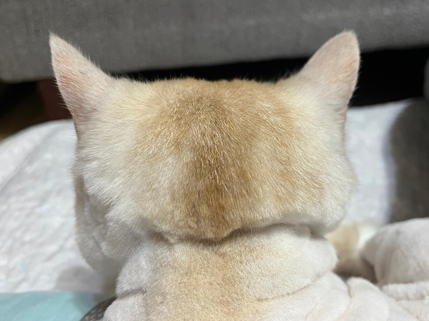 귀..귀엽다ㅠ̑̈ㅠ̑̈ㅋᩚㅋᩚㅋᩚ