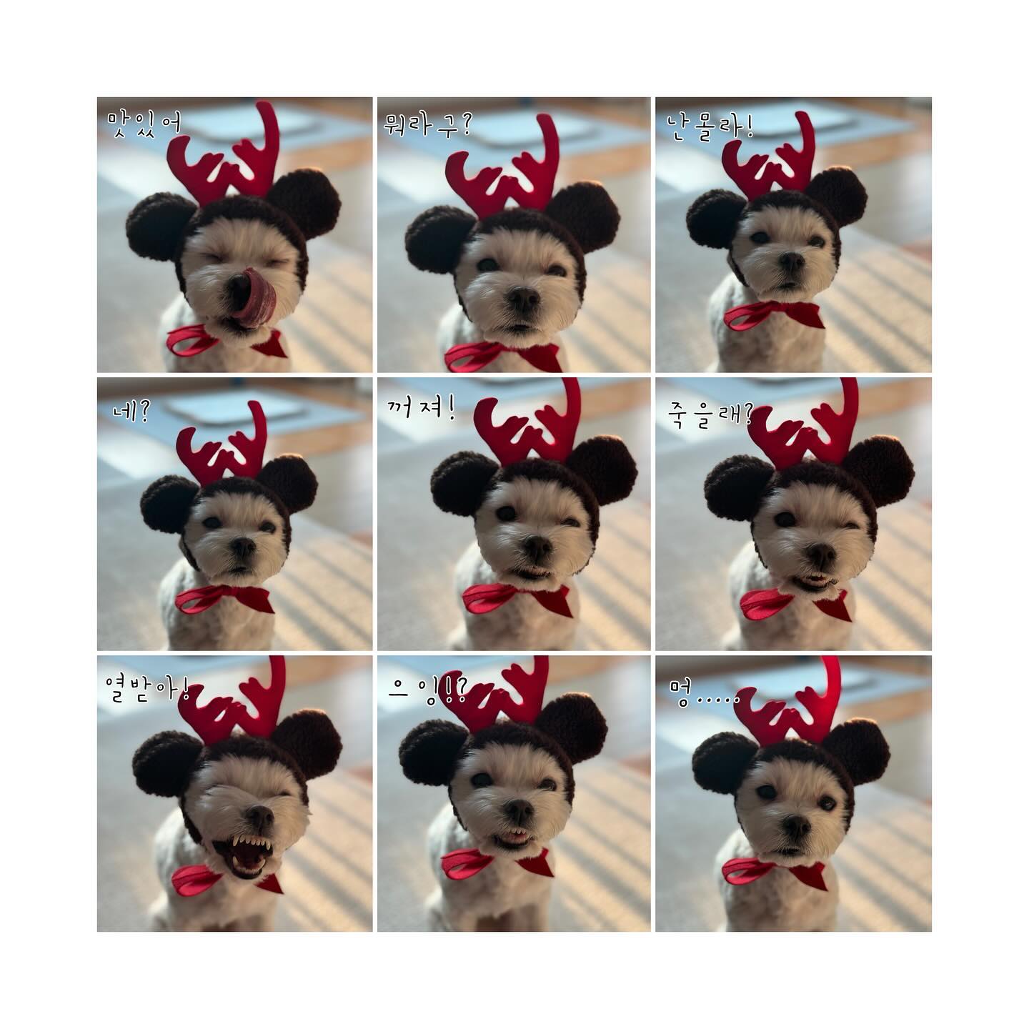 -
⋆｡˚ 🎄☁︎ ˚｡⋆｡merry christmas⋆｡˚🎄 ☁︎ ˚｡⋆｡
-
일년에 한번 꺼내는 루돌프모자 ㅋㅋ
그래도 매년 아주 잘 쓰는 중이다 :) 
세상 귀엽다 증말❤️