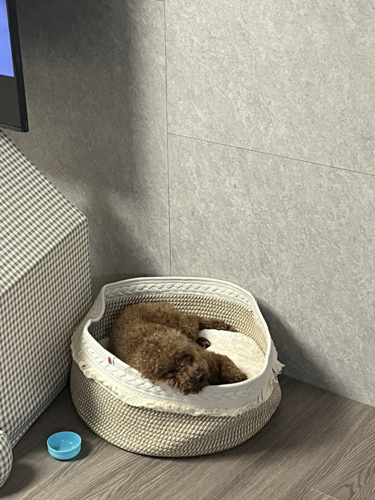 디자인도 예쁘고 분리세탁이가능한 가티가티 강아지 방석 추천