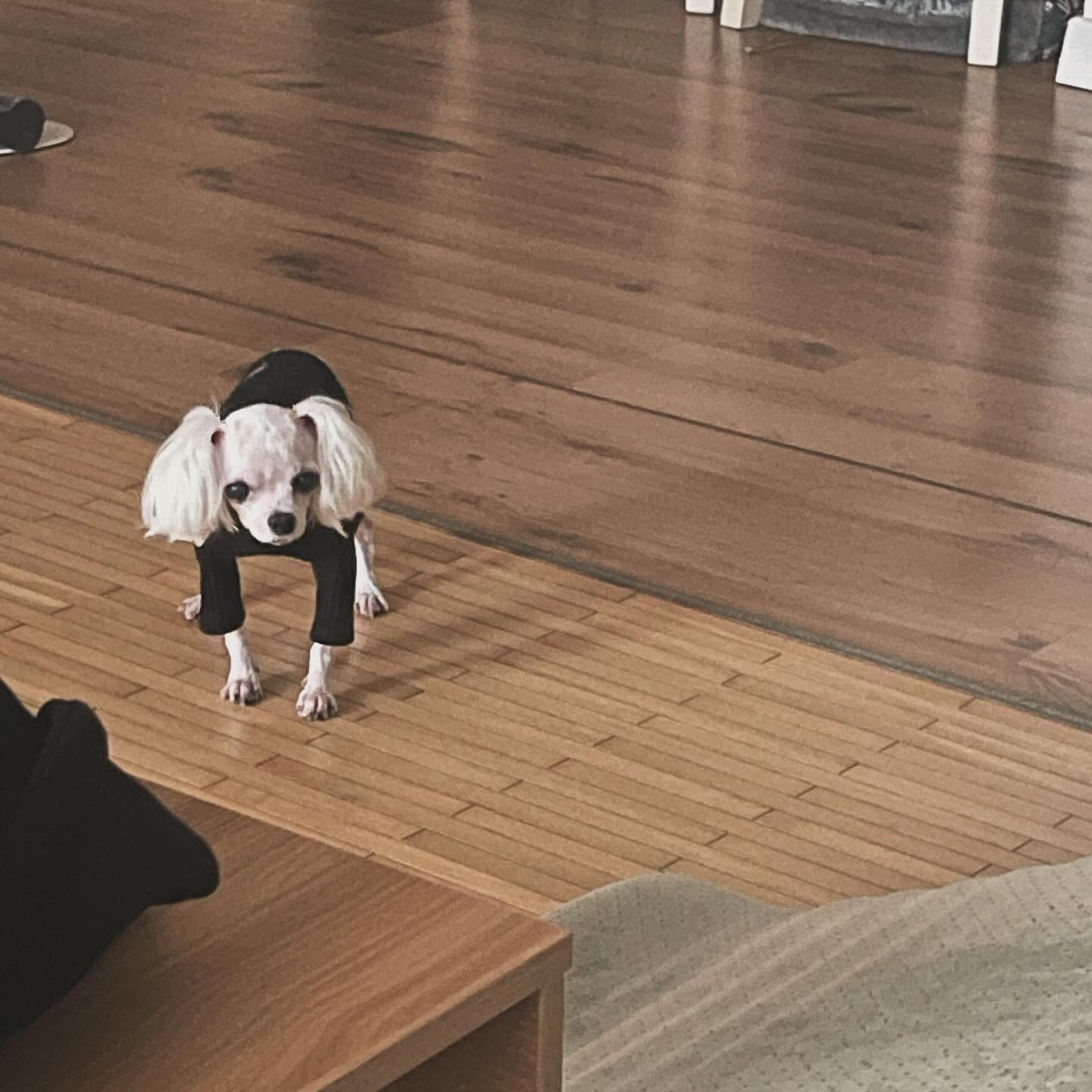기지배는 아파도
말티즈다…
.
.
😵‍💫🐶
집에서 오열하고
이성찾고 병원가기
아프지좀 말어라
