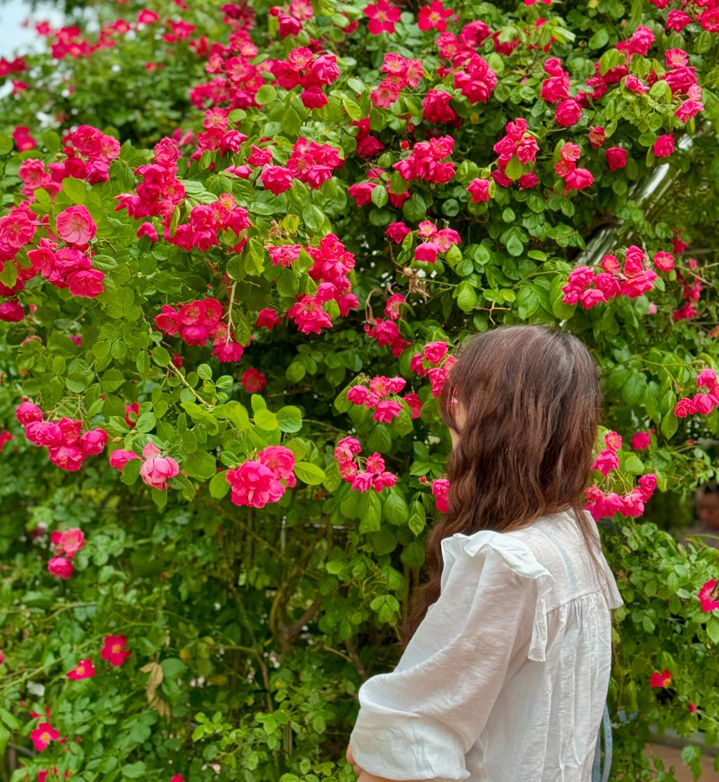 창원살면서 처음 방문해본 #장미공원
모든 사진은 장미 위주로 🌹🌷🥀