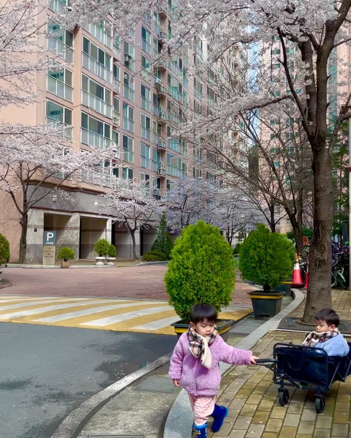 대구 벚꽃명소는 멀리갈 필요 없어없어요~🌸🌷🌺
집앞이 최고쵝5🫶🏻
폭우와 우박을 견뎌낸 벚꽃들 ❤️
꼭 은성이 끌어주는 쭈니🫶🏻🌸
난 손도 못대게 함