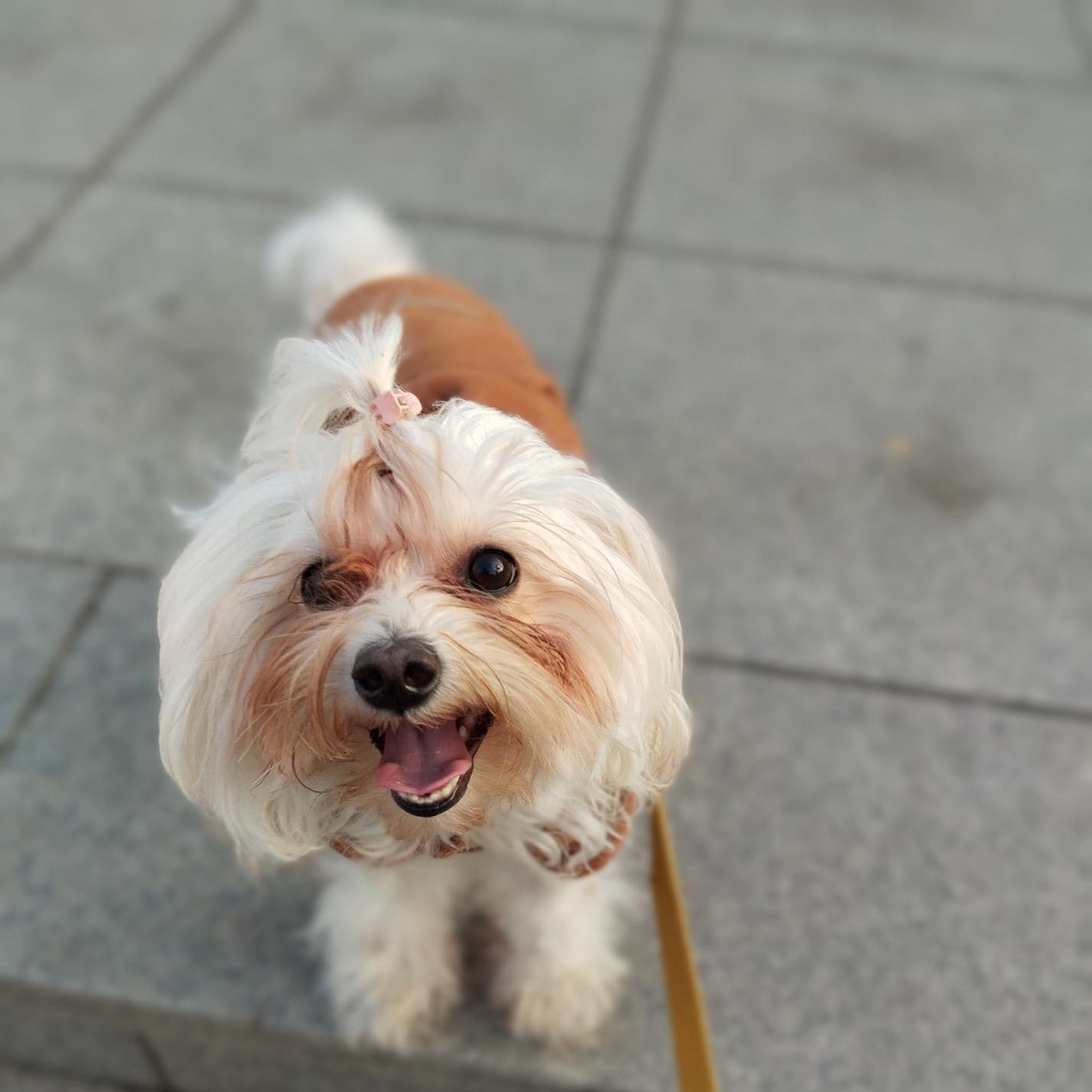 .
표정이 다양한 우리 라떼🐶
미안해 내 강아지
오랜만에 산책하네😹 #반성합니다

#말티푸 #라떼 #강아지 #산책 #강아지산책 #pet #펫스타그램 #댕댕이 #멍스타그램