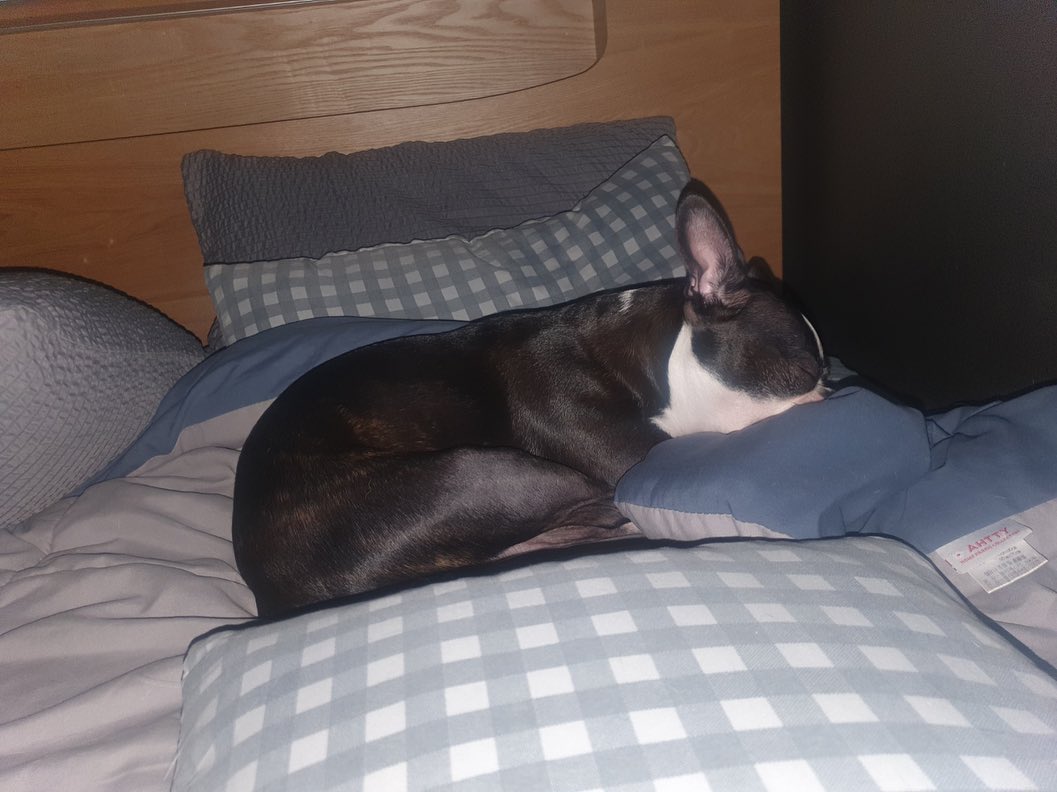 #보스턴테리어#마메시바#굳나잇#goodnight🌙#bostonterrier#mameshiba#sunday#greatweekends 

모두들 굳나잇 ✨
내일도 화이팅 해요❤️