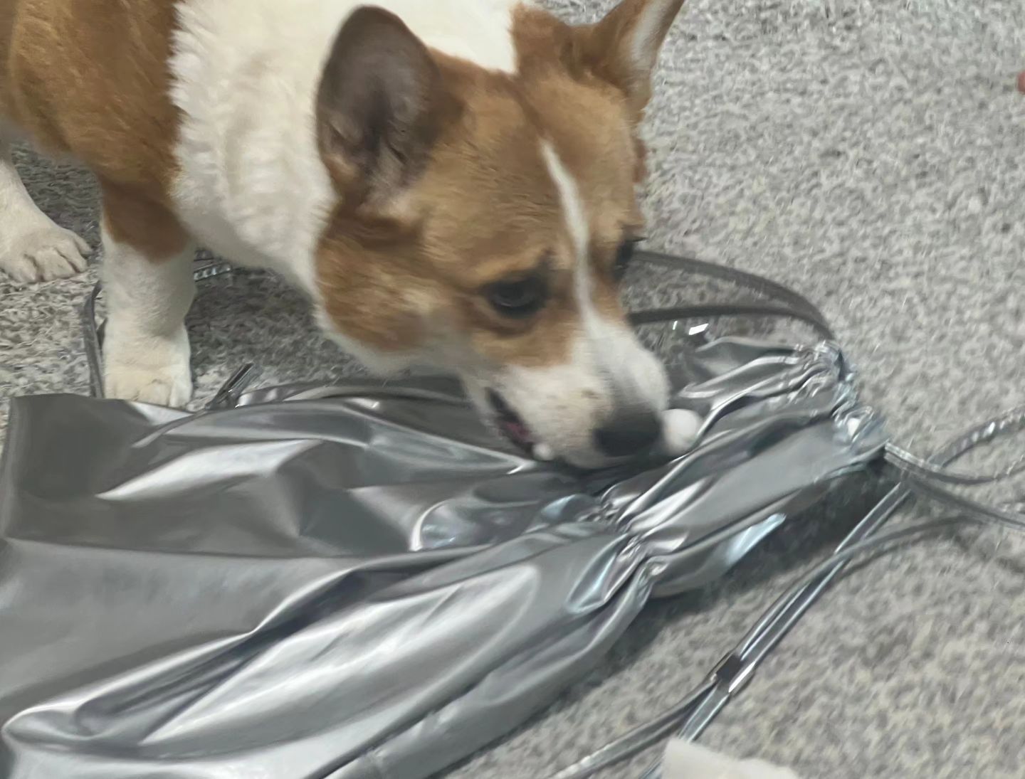막둥이언냐가방에달려있는 인형물고가서
두찌언냐렁 어매는보고있다가 오메메먼일이다냐!
웃겨서뒤로넘어갔네유 인형이랑가방도같이
끌고 거실을지나 안방으로끌고가서 침대에서
으르릉하고 아무도못가져간다잉 !
뚜비만심각하고 우리는웃겨죽는중😘
오늘은미세먼지 최악이라산책은못하는중이네유🙄
#멍스타그램#코기#웰시코기#코기러브#강사모#반려견#전남#견스타그램#엄마사랑#이쁜딸#웰시광주#코기스타그램#펫스타그램#댕댕이#견스타그램#인스타펫#허그코기#웰시코기뚜비#코기사랑#인스타코기#독스타그램#Welshcorgi #Corgi #corgistagram
