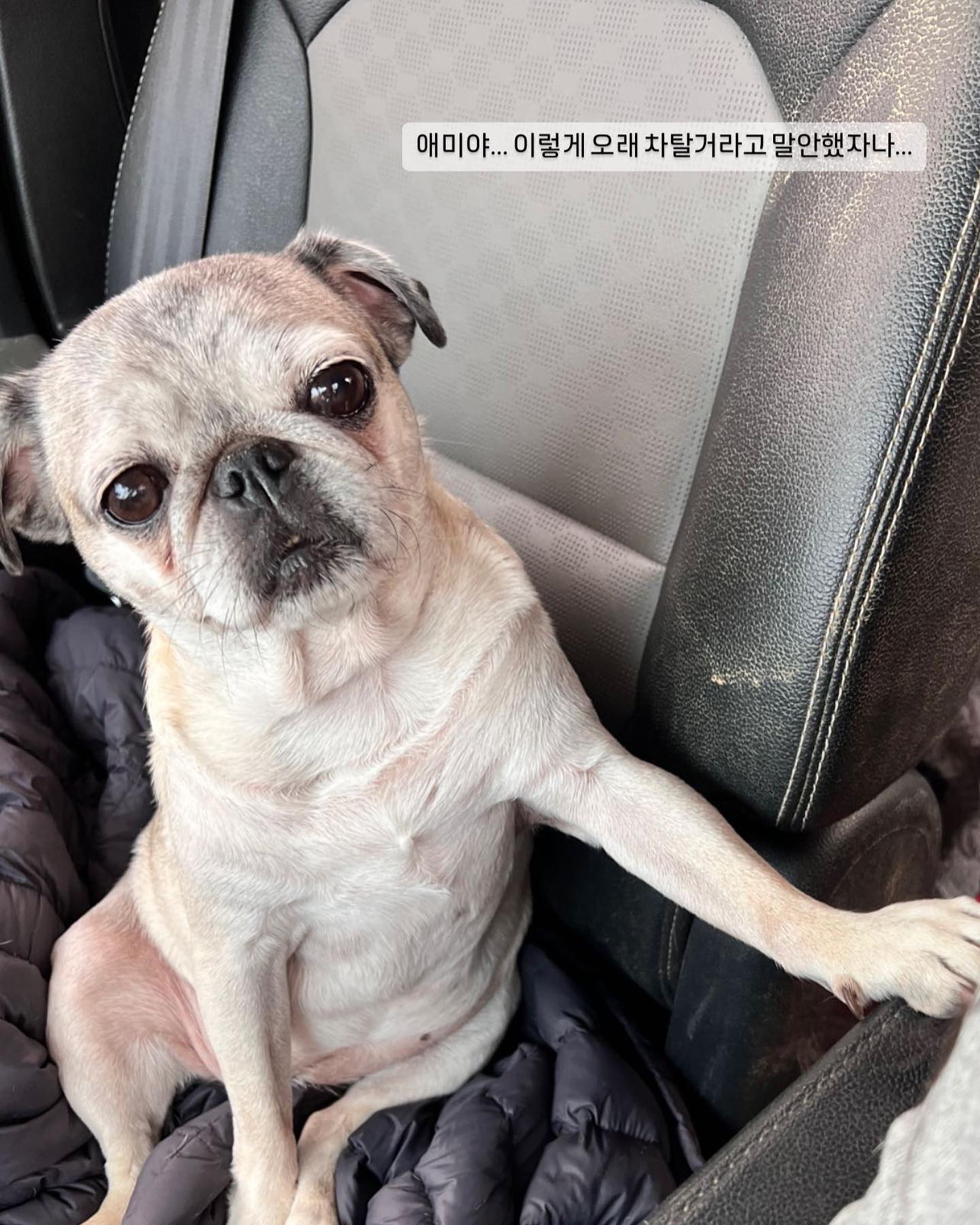 #표땡
ㅇㅏ니... ㅇㅣ사진들 욀케 귀여워 해주시는거지...?
진지하게 쟤랑 저랑 기싸움중인건데....

오늘 정국이 2개월 임보처로 이동하기위해 나왔는데
평소에는 들어가라면 냉큼 들어가는애가 절대 안들어간다고
대문앞에서 안가퍼그 하고 있길래 델꼬갔더니....
이런일이 생겨났다죠ㅋㅋㅋㅋ

그래도 왕복4시간 딸랑구덕에 심심하진 않았네요

#퍼그#퍼그는사랑입니다
#파양견#파양하지마세요 
#쪼꼬미#사랑해#pug