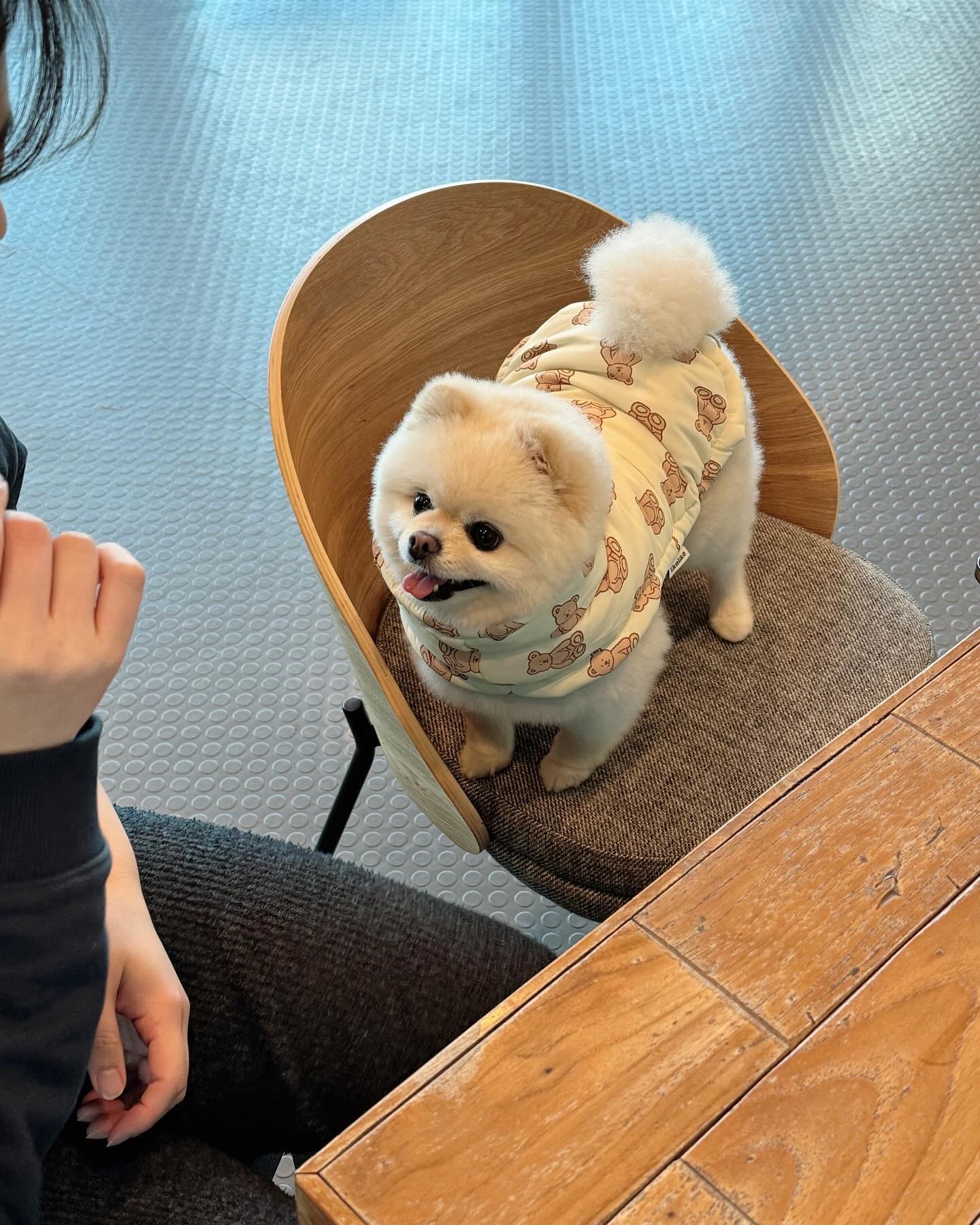 현재 미모 장카설초로 정리한다🐻‍❄️🍼🤍
 (장원영 카리나 설윤 초이)
초이가 안때리는 친구들🐻‍❄️🐻🐻🩵🤎🤎