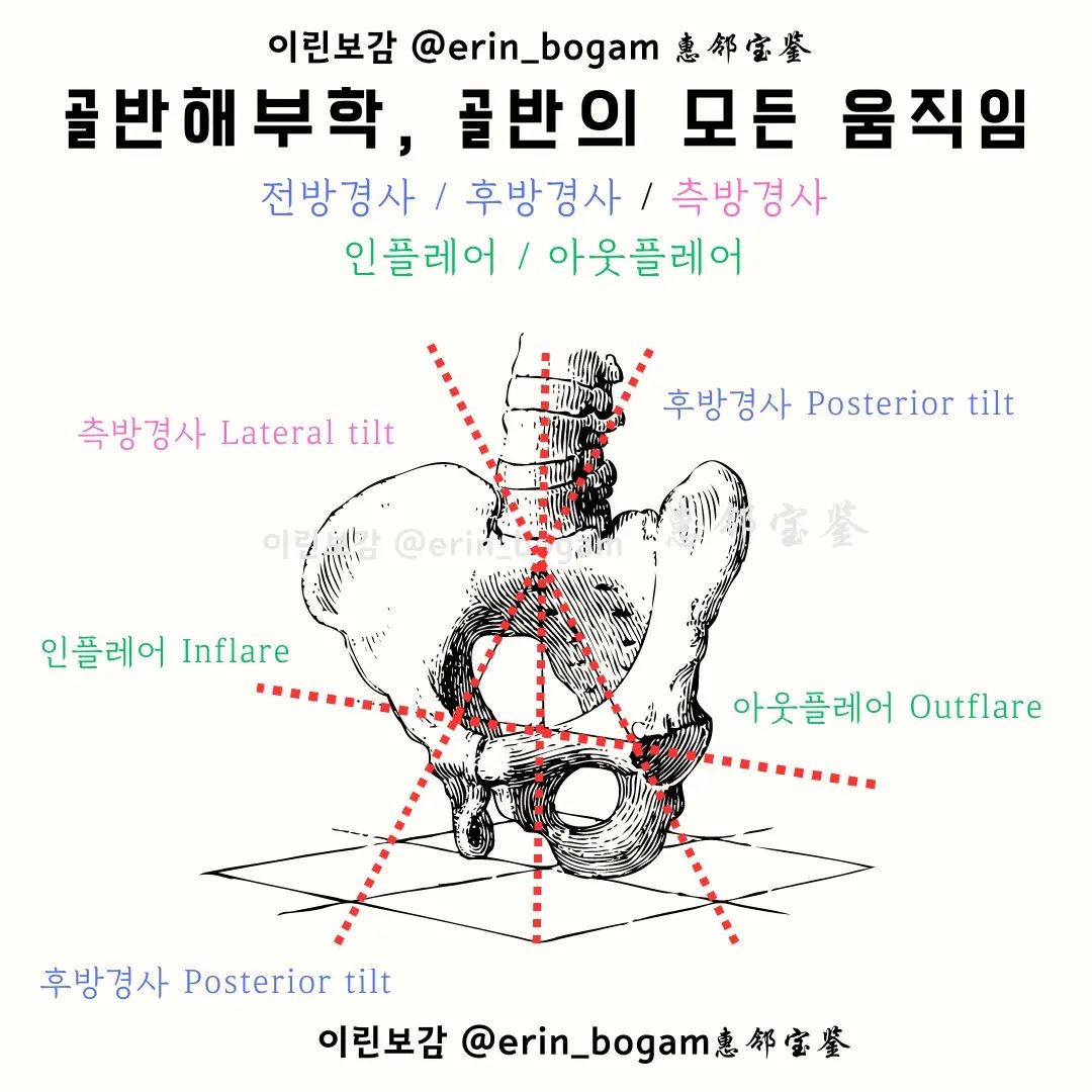 #골반해부학 에 이어서 골반의 모든 움직임입니다!
🌟 자세한 내용은 프로필 블로그를 참고해주세요 🌟

골반에 대한 구조를 이해하면 
체형분석에서 정말 많은 부분들을 이해할 수 있어요.

몸에는 연쇄반응이라는 것이 있기 때문이랄까요?
물론 무조건적이라고 할 수는 없지만
움직임을 바로잡기 위해서 꼭 알아야할 파트랍니다.

골반의 움직임은 생각보다 다양하며
그로 인해 일어나는 연쇄반응 역시 마찬가지랍니다!

꼭 읽어보시고 공부하세요 ❤️
공부할 시간은 주말 뿐이니까아아아

#이린보감 #해부학교육 #필라테스강의
#대구해부학교육 #골반교정운동 #골반해부학
#골반교정 #체형분석 #건강상식 #다리교정