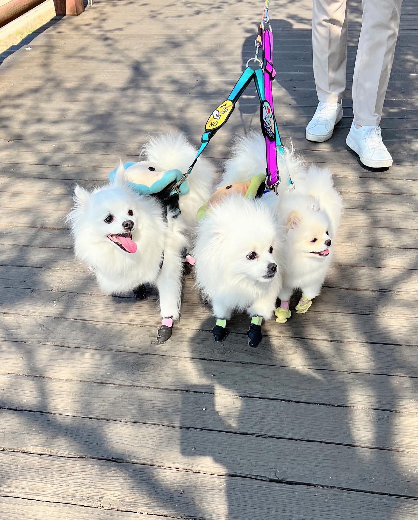 꽃놀이 1
초반이라 다들 힘이 넘친다..🤣

#agabang❤️ #joy 

#벚꽃 #산책 #꽃개 #도전 #챌린지 #신남 #다둥이네 #주말나들이 #강아지일상 #포메 #포메스타그램 #스피츠 #스피츠그램 #사남매 #멍스타그램 #댕댕이일상 #멍팔맞팔 #벚꽃스냅 #cherryblossom #instapuppy #pome #pomeranianpuppy #spitz #spitzlovers