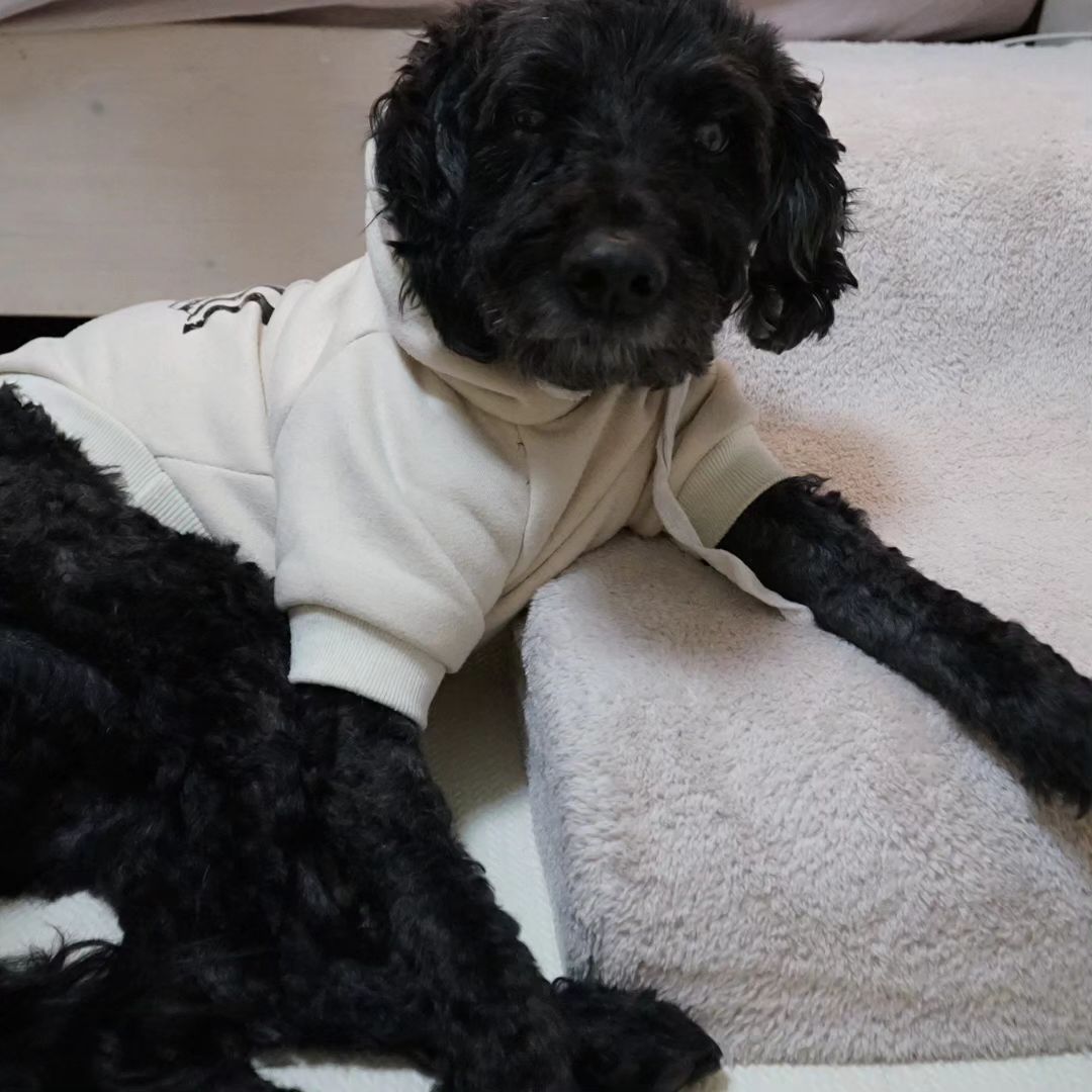 우리집 계단사용법
.
.
계단인데 계단이 아니고 매우 작은 강아지방석됨
침대 올라 갈 때는 읏쌰 계단없이 올라가고..
계단은 따로 베고 있고 ㅋㅋㅋ

#셀프팔베개 #득도한표정에 #그와중에 #롱다리 #푸들 #푸들몽이