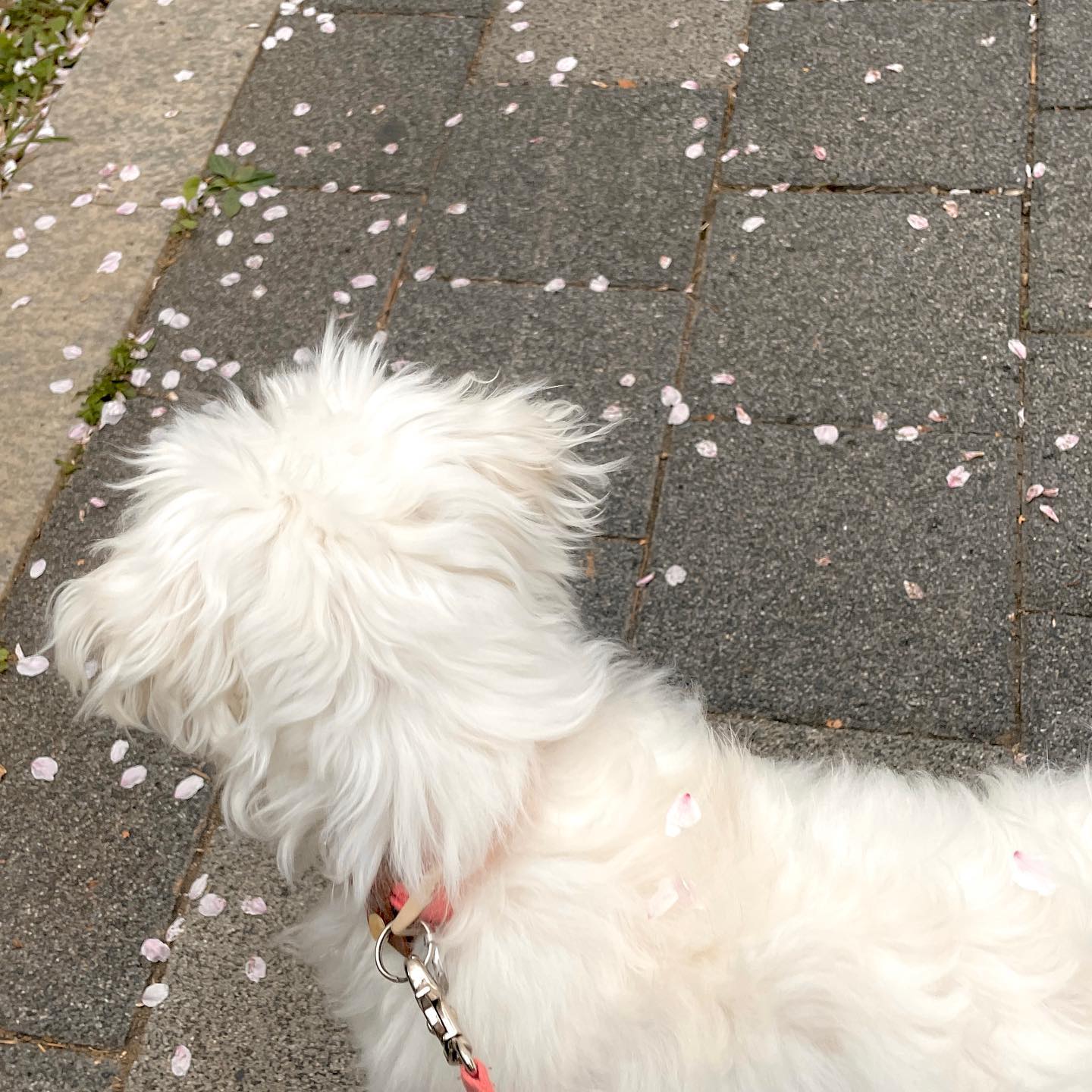 루이와 맞이하는 봄이 참 조아🌸