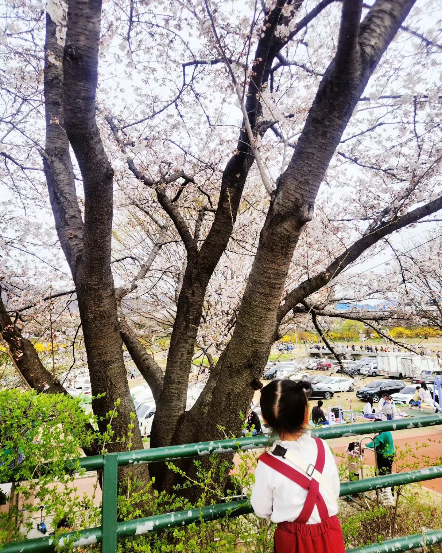 #주말일기

삼남매 벚꽃놀이🌸
청주 무심천 푸드트럭 축제💗

#청주무심천 #무심천벚꽃 #청주벚꽃 #푸드트럭축제