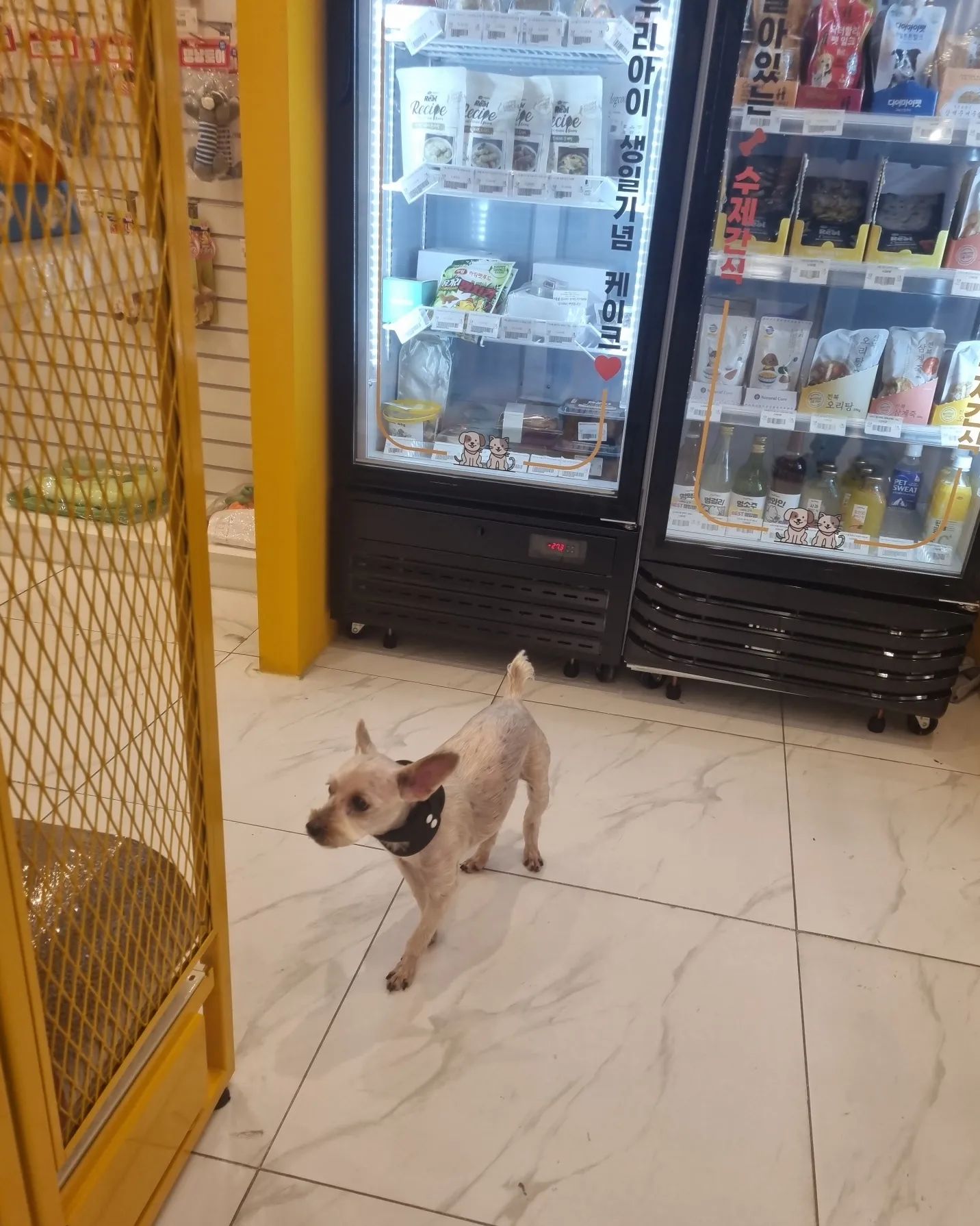 욕심 부리지않고 하루에 10분씩만 산책🐕
오늘은 쇼핑😆🧡

#오늘은쇼핑욤 #산책대신쇼핑
#까까사줘