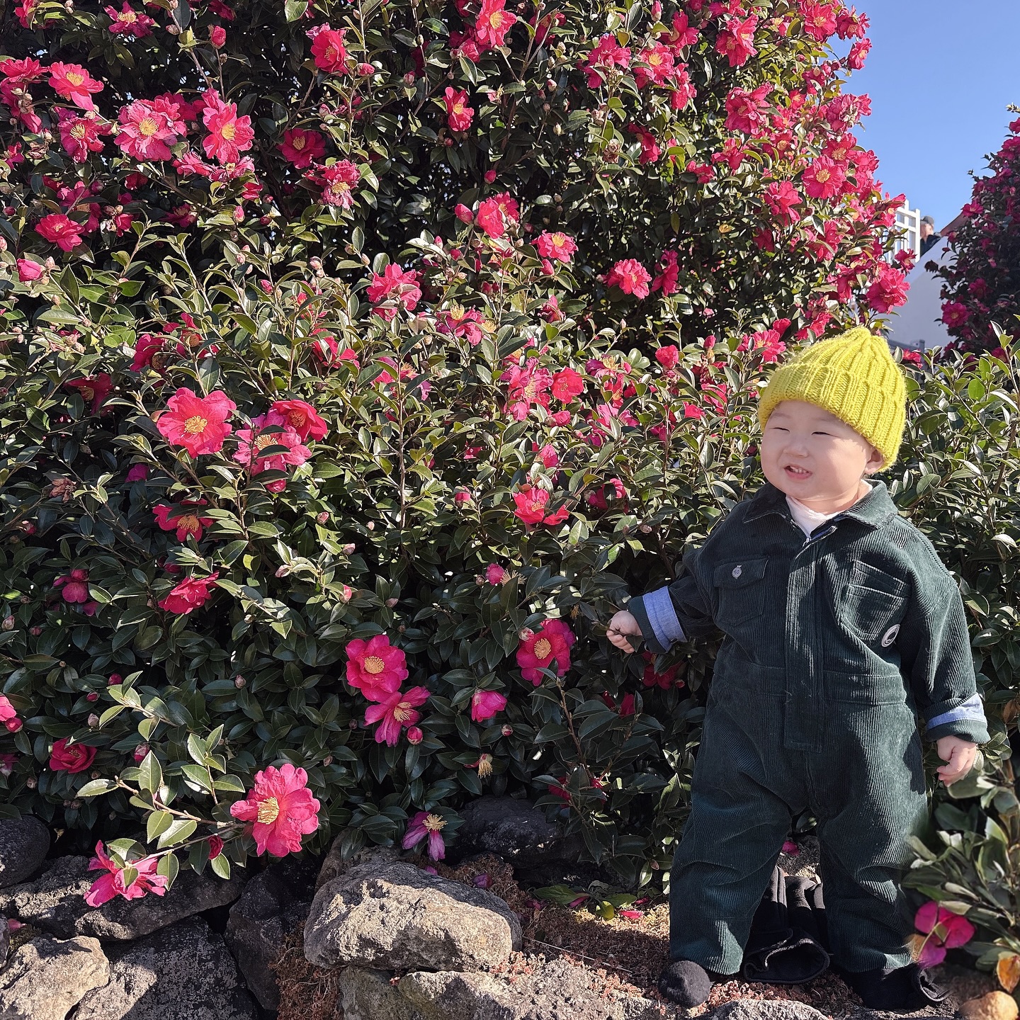 🌺