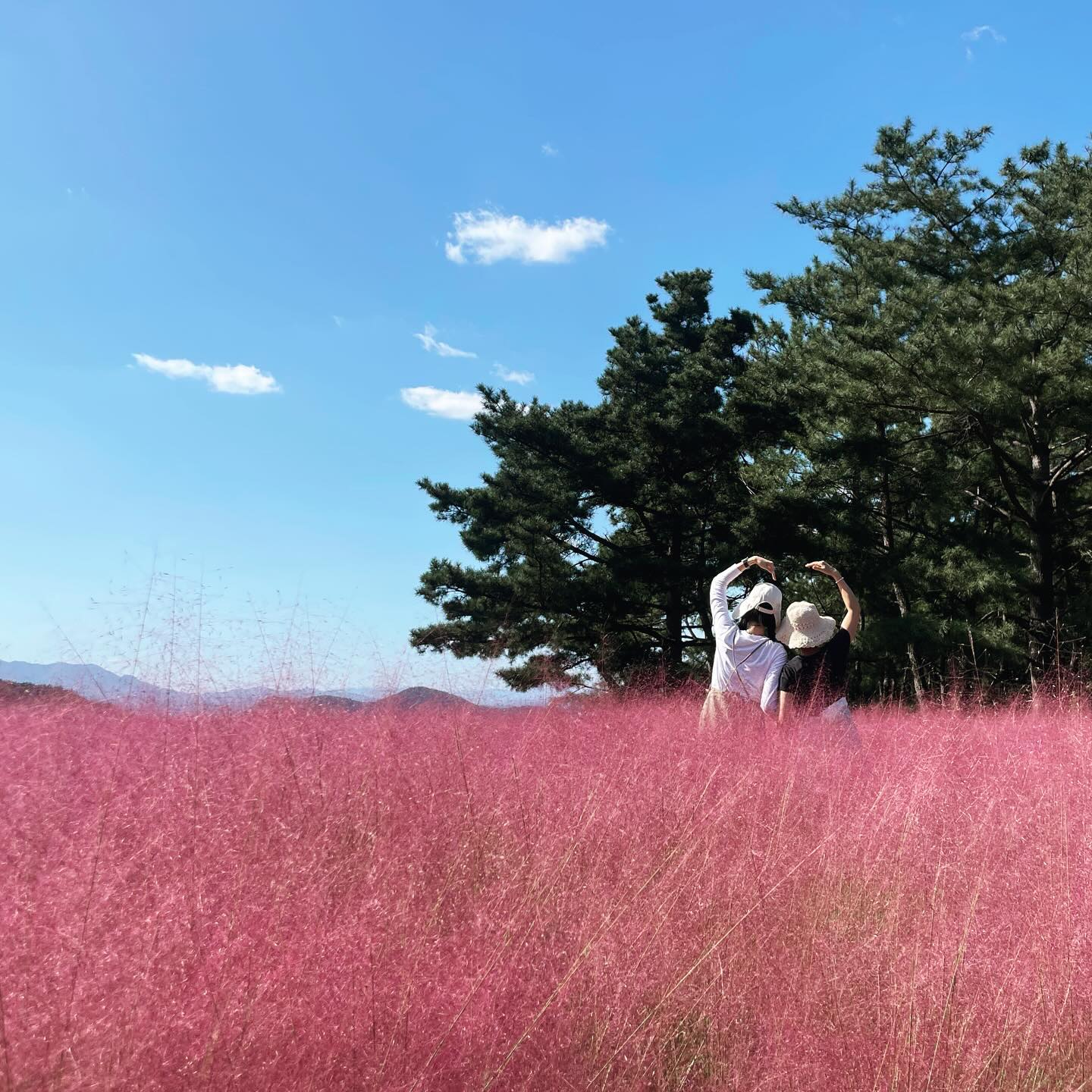 올해 첫 #2023핑크뮬리 
#여기어디게

#대구핑크뮬리 명소 가서 #가족데이트 
#핑크뮬리 만 백만장이라 선공개 몇장 맛봬기 
#가을여행 의 묘미 환상적인 #가을하늘 과 대구전매특허 #맑은날씨 까지… #가족여행 #대구여행 #모든것이좋았다 #대구명소 #대구근교여행 #대구인생샷 

#정답은 #가산수피아 
#여기너무좋음 
#추석연휴엔3000원 ㅋㅋㅋ
#가세영두번가세영