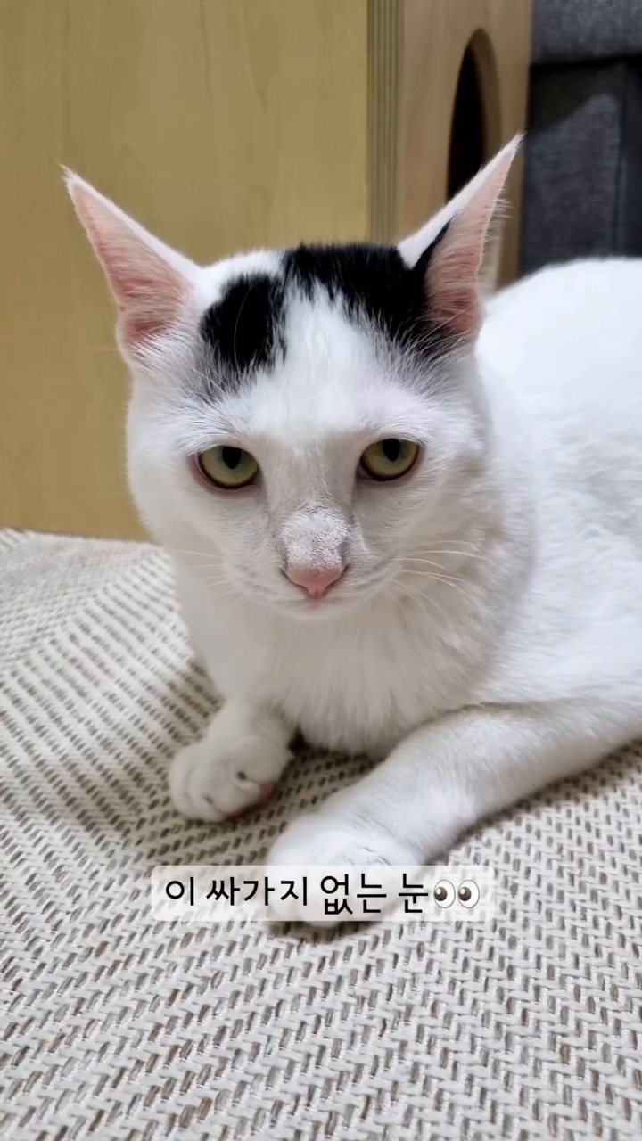 #고양이를기른뒤의장점은
찍고싶어서 바로 찍어버렸다

#귀여운고양이 #고양이귀여움 #귀여움한도초과 #내이름은꽃님 #집냥이그램 #냥팔환영