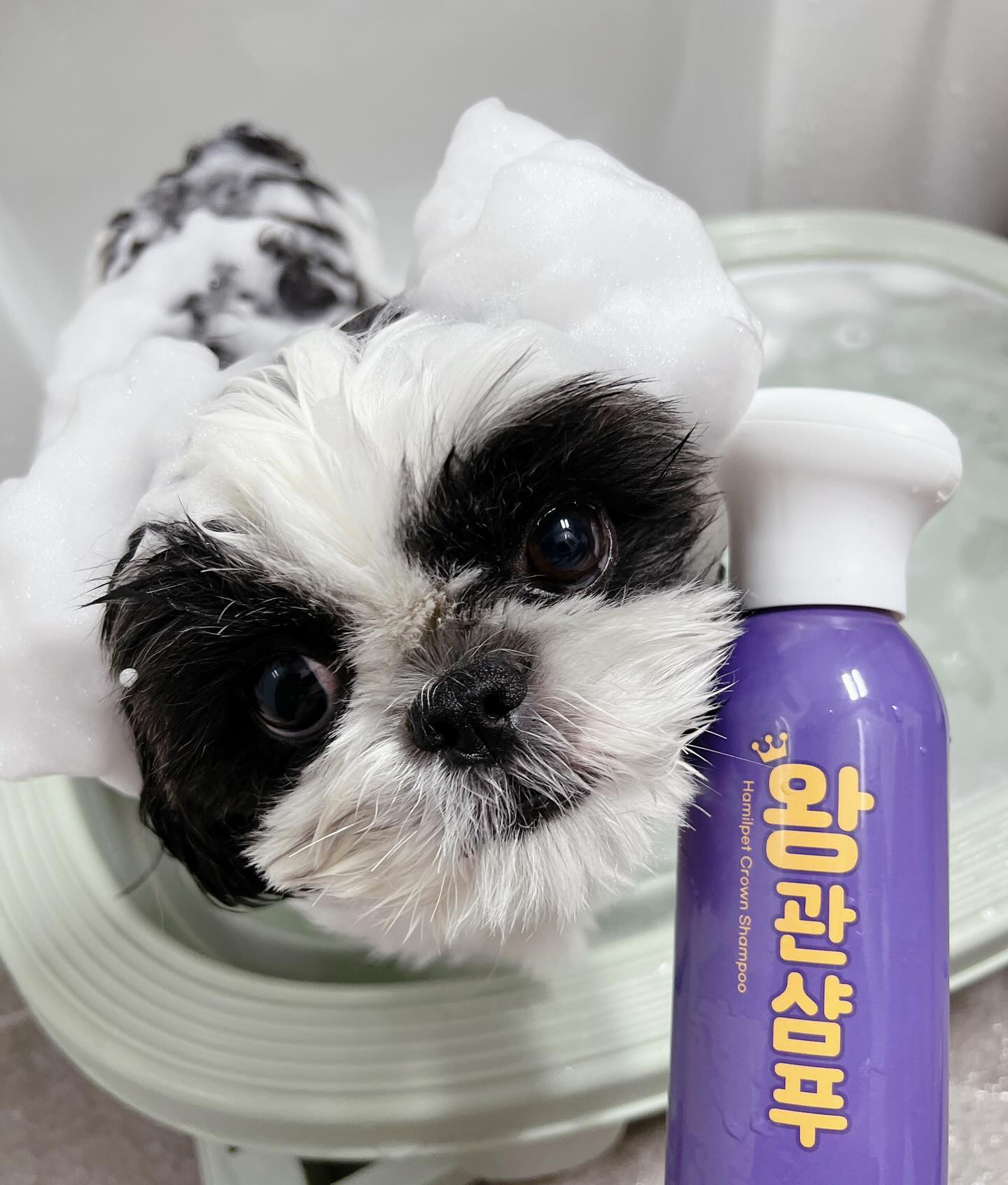 화려한 왕관을 씌워주고 싶었다, 엄만?! 🧑‍🎨
후추 : 엄마 이거 맞아?????

엄마의 예술혼은 망했지만🤣

흐르지않는 쫀득한 거품이 바로 나와
빠르게 스르륵
얼굴도 안전하고, 편하게 씻을 수 있어서 
찐 굿👍

전성분 올그린등급, 
마음 따뜻해지는 기부이벤트까지

해밀펫 왕관샴푸 
많은 관심 부탁한다멍🐾

#제품제공#해밀펫
#왕관샴푸#해밀펫왕관샴푸
#해밀펫기부챌린지#강아지샴푸