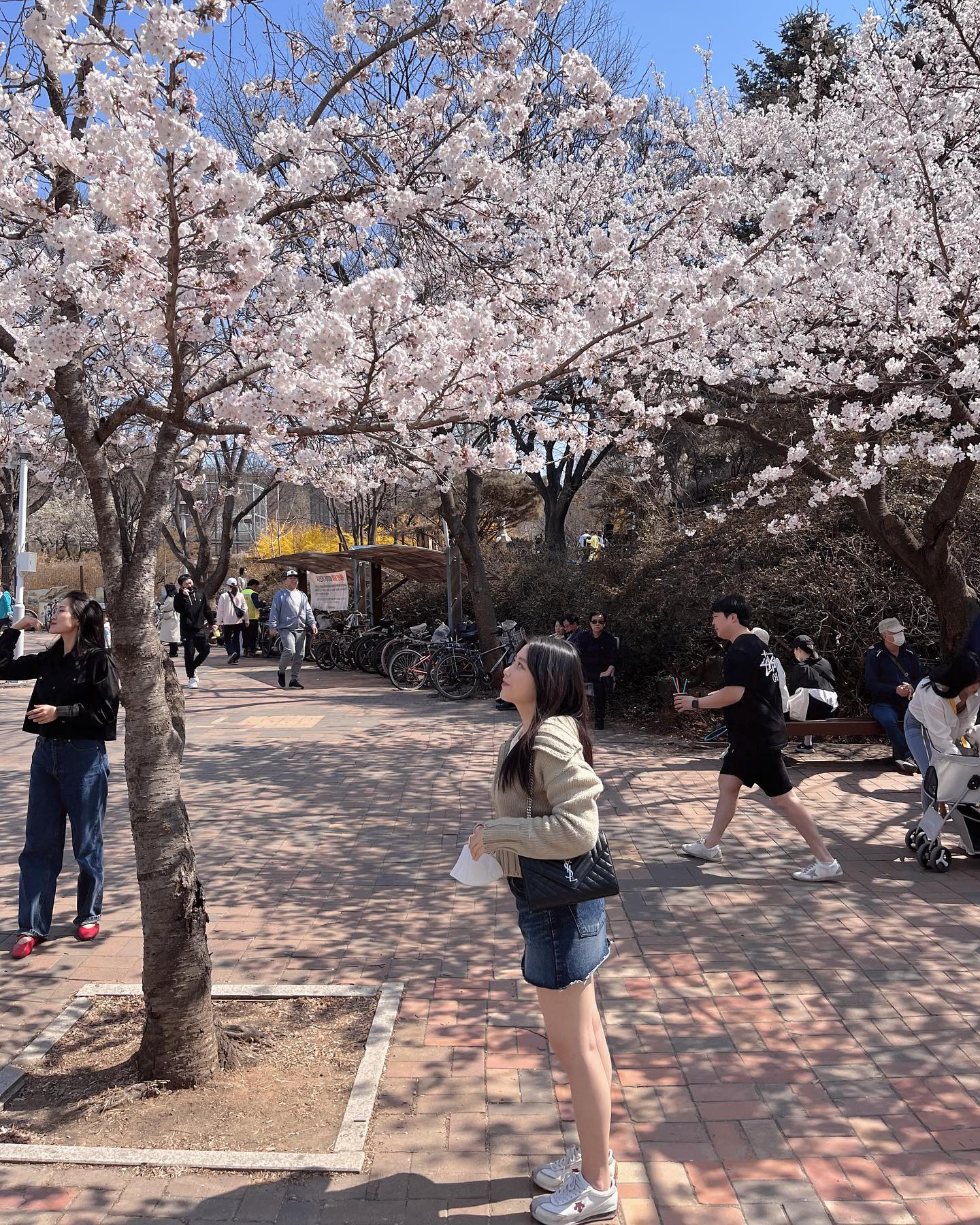 평생 볼 벚꽃 다 봤당🤍🤍🌸