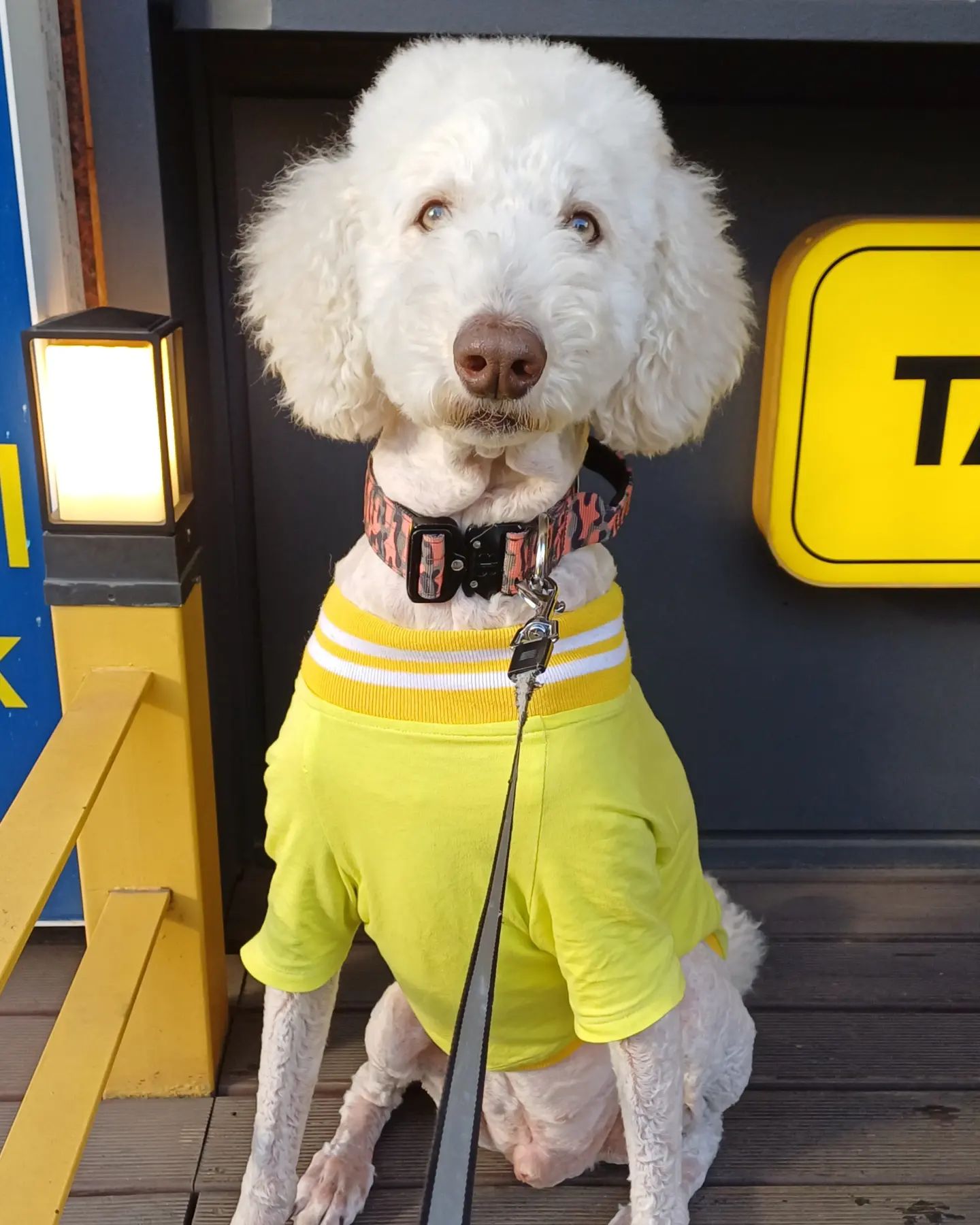 노랑이💛