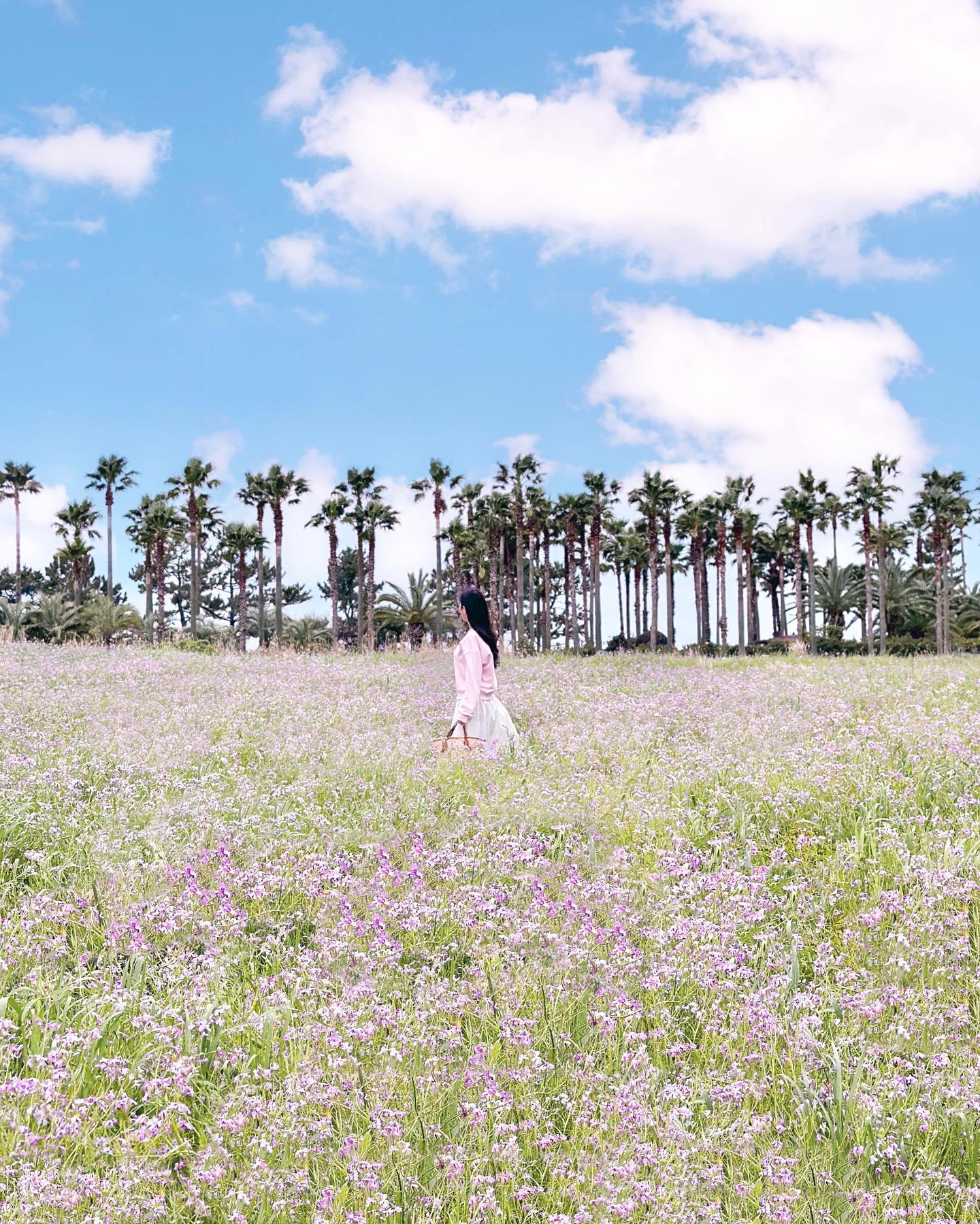 오직 제주에서만 볼 수 있는 갯무꽃밭 인생샷명소💜
보랏빛 물결 가득한 여리여리한 갯무꽃!
서귀포 중문 숨어있는 곳으로
야자수와 갯무꽃밭을 함께 담을 수 있는
제주감성 물씬 느껴지는 곳이에요🌴✨
꽃에 가득 둘러쌓여 보이지만
사잇길들이 나있어서 꽃을 훼손하지 않고도
예쁜 사진들 남길 수 있어요
갯무꽃은 5월까지 만개해 있을 예정이니
봄 제주여행 계획이라면 저장+공유하기💜
+ 주상절리공원과 묶어가는 코스추천
jello_haa 팔로우하고 실시간 여행소식 받아보세요 💌
📍대포주상절리
제주 서귀포시 이어도로 36-24
✅유료주차: 꽃밭 바로 앞 주상절리주차장
✅무료주차:도보 9분거리 ’제주국제컨벤션센터 사이 들판‘