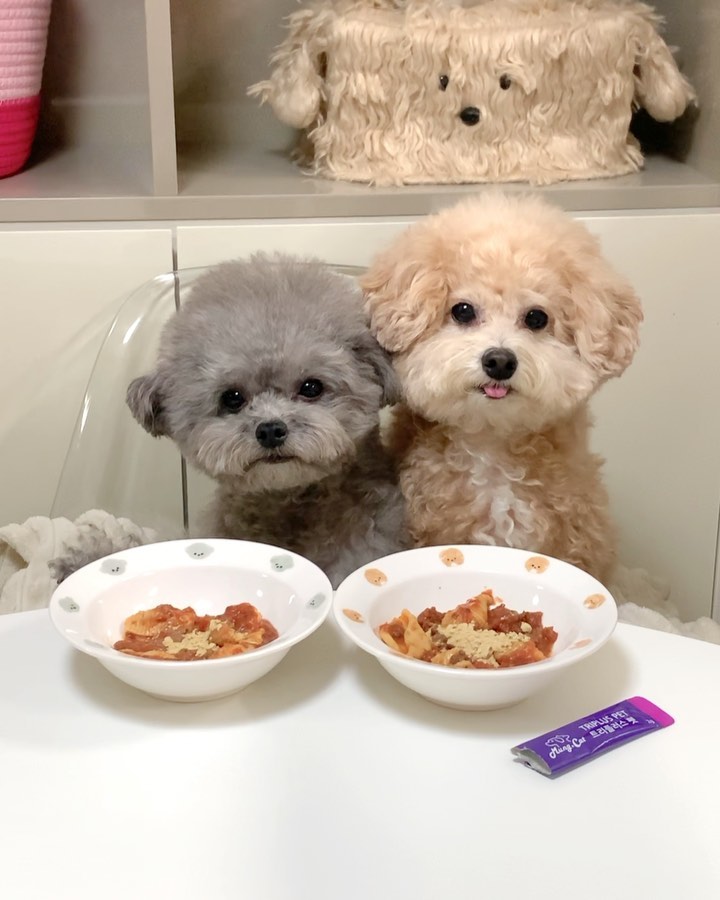 기다려 3초? 훗🤓
우리한텐 식은죽먹기 아니겠니? 후후ㅋ
코봉이는 혀가 먼저 반응해버림 뾱!ㅋㅋㅋㅋ
거짓말 못 하는 순수영혼 그 잡채🐻

볼로네제에 영양제 토핑 솔솔 뿌려먹기🧂
오늘도 설거지 완료다 음하하핫🫰🏻
함자매가 아주 맛나다고 추천해주길래
우리도 챙겨 먹는중인 트리플러스펫✨
관절+피부+면역+신장+장건강까지 한포로 
맛도 챙기고 건강도 챙기고 아주 좋구만 ㅋㅎ
mungcat_official 

마침 지금 와디즈 펀딩 중이라 우리도
넉넉하게 쟁일거라 추천하구간다 칭구들🐶✊🏻 

#코봉이뒤에또코봉이 #먹방왕 #맛있는게제일좋아
#멍캣 #트리플러스펫 #강아지영양제