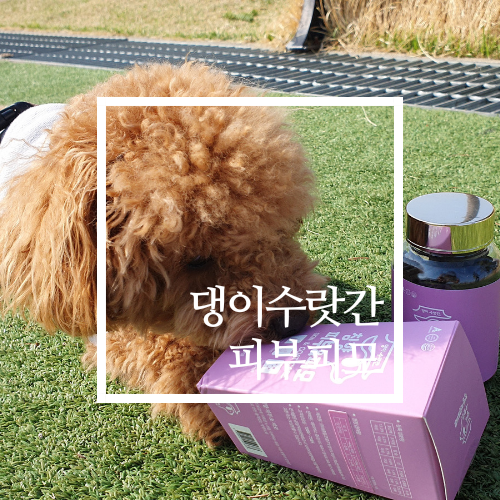 강아지피부영양제 댕이수랏간 침향 피부피모