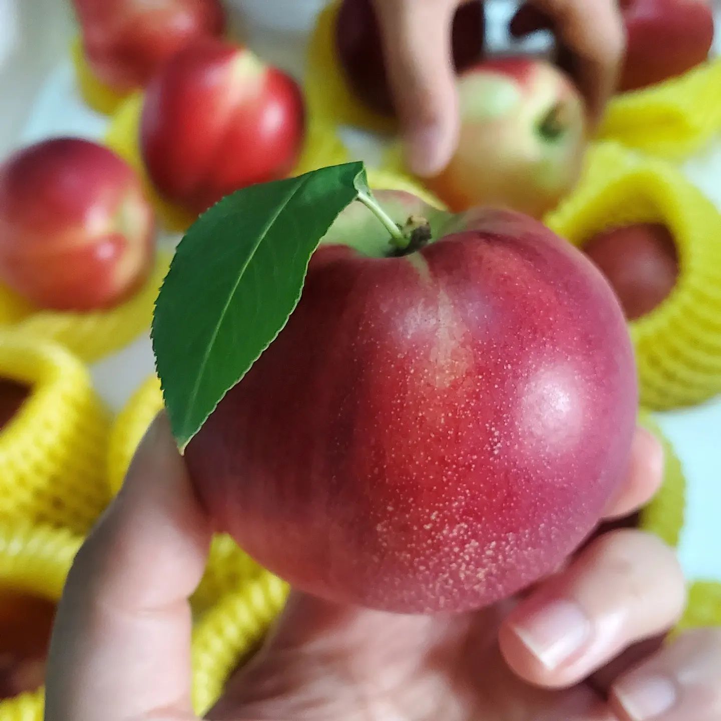 제철과일의 기쁨

#복숭아 #신비복숭아
