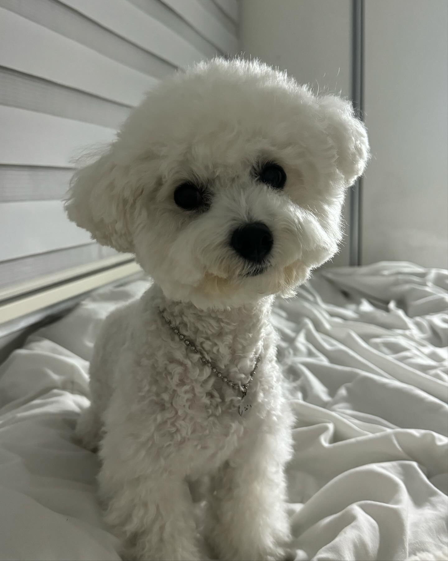 다 똑같아보이는 사진인데 하나도 못버리겠어서 다 올리기
~할까? 만 하면 갸우뚱거리는 귀여운 나야 #언니우리잠좀자자
