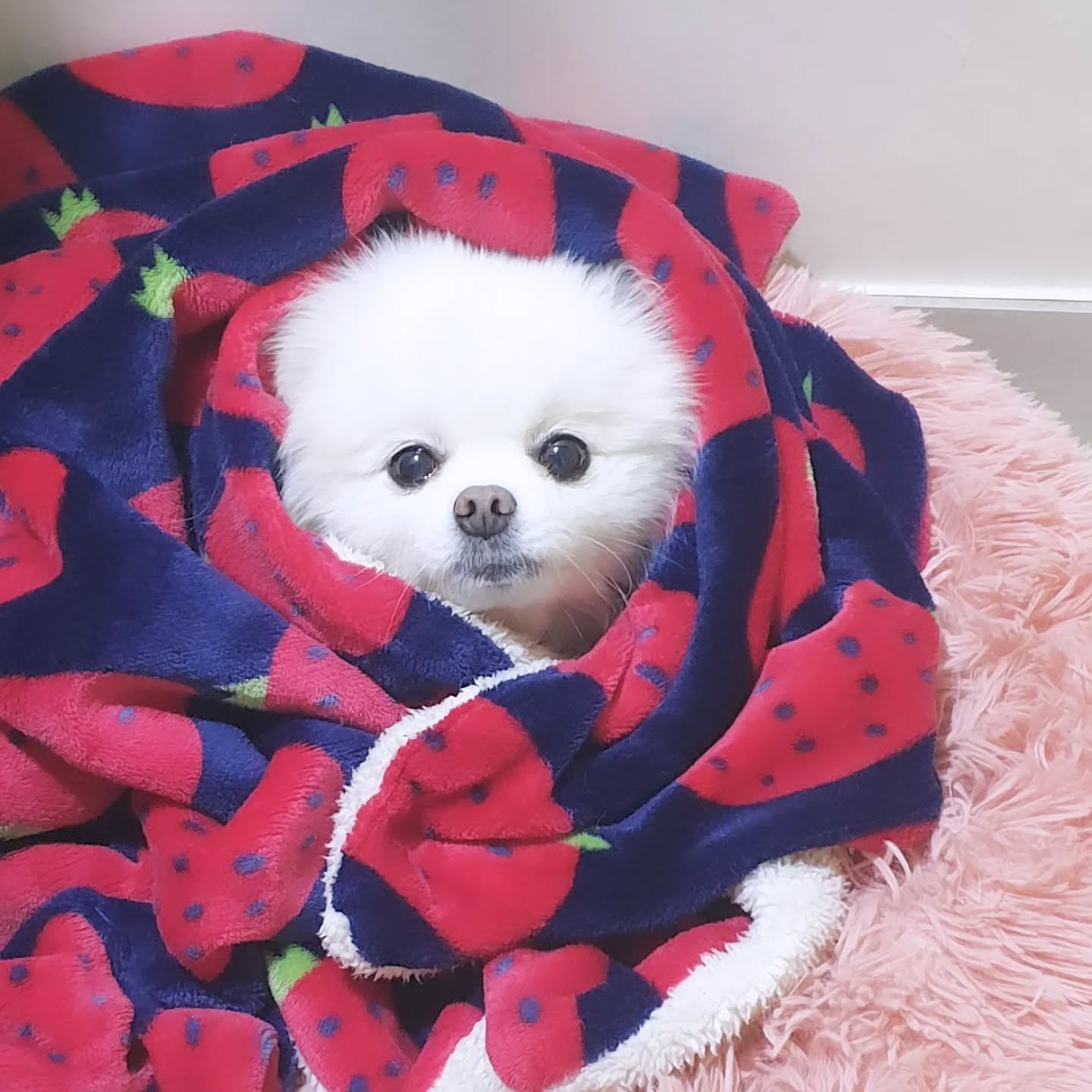 .
아니 !!!! 다쿠아즈 택배를 보냈는데 기사님이 오배송했고 고객님이 오배송한 장소로 가니까 없었고 그 집 주인은 모른다고 했고 !!!
약간 꿀꺽의 냄새가 나지만 여튼 고객님은 택배사측한테 연락했고 고객님->택배사->우리쪽으로 재출고 가능하냐고 연락이 와서 헐 해드릴께여 햇음
재출고는 해줄수 있는데 보상처리는 어떻게 되냐 했더니 80프로만 된다함 !
왜죠 ??????? 도대체 저희 잘못이 뭐가 있나여 했더니 무조건 회사규정이 그렇다함ㅋㅋ 저는 왜여 ? 아니 우리가 뭔 잘못을 햇는데여. 하면 거기선 규정이 그렇습니다 5분 동안 똑같은 말 하다가 그럼 우리 재출고 못해주니까 고객님이랑 알아서 하시라고 하고 끊음

우리 다쿠아즈 선물용 아니면 단골손님들이라 이거 잃어버렸다 했을때 고객님 생각에 얼른 재출고 해드린다고 했는데 택배사에서 말하는 80프로가 이해가 안되서 열받아서 안함

6마넌정도라 20퍼면 만이천원인데... 작다면 작은 금액일 수 있는데 아니 나는 갑자기 오늘 고생해서 만들고 곱게 싸서 보낸 다쿠아즈 잃어버리고 내 호주머니에서 만이처넌도 나간 사람 되는거 아니냐구요 거기에 이걸 뭐 비닐봉투에 딸랑 넣어 보냅니까 보냉박스 아이스팩 수수료 등등

아니 파손이면 ! 내가 좀 잘못 쌋을 수도 있고 기사님이 좀 떨어트렸을 수도 있고 뭐 그런데 오배송+잃어버림을 제가 왜 부담합니까 그럼 백만원짜리 택배 기사님이 잃어버리시면 20만원이 제 부담이냐고 물으니까 그렇다고. 회사규정이라 어쩔수 없다고
그래놓고는 이거 기사님이 다 부담하셔야된다고 날 나쁜 사람 만든다. 아니 상황 안타까운데요, 저도 짜증나요

#오늘하루
