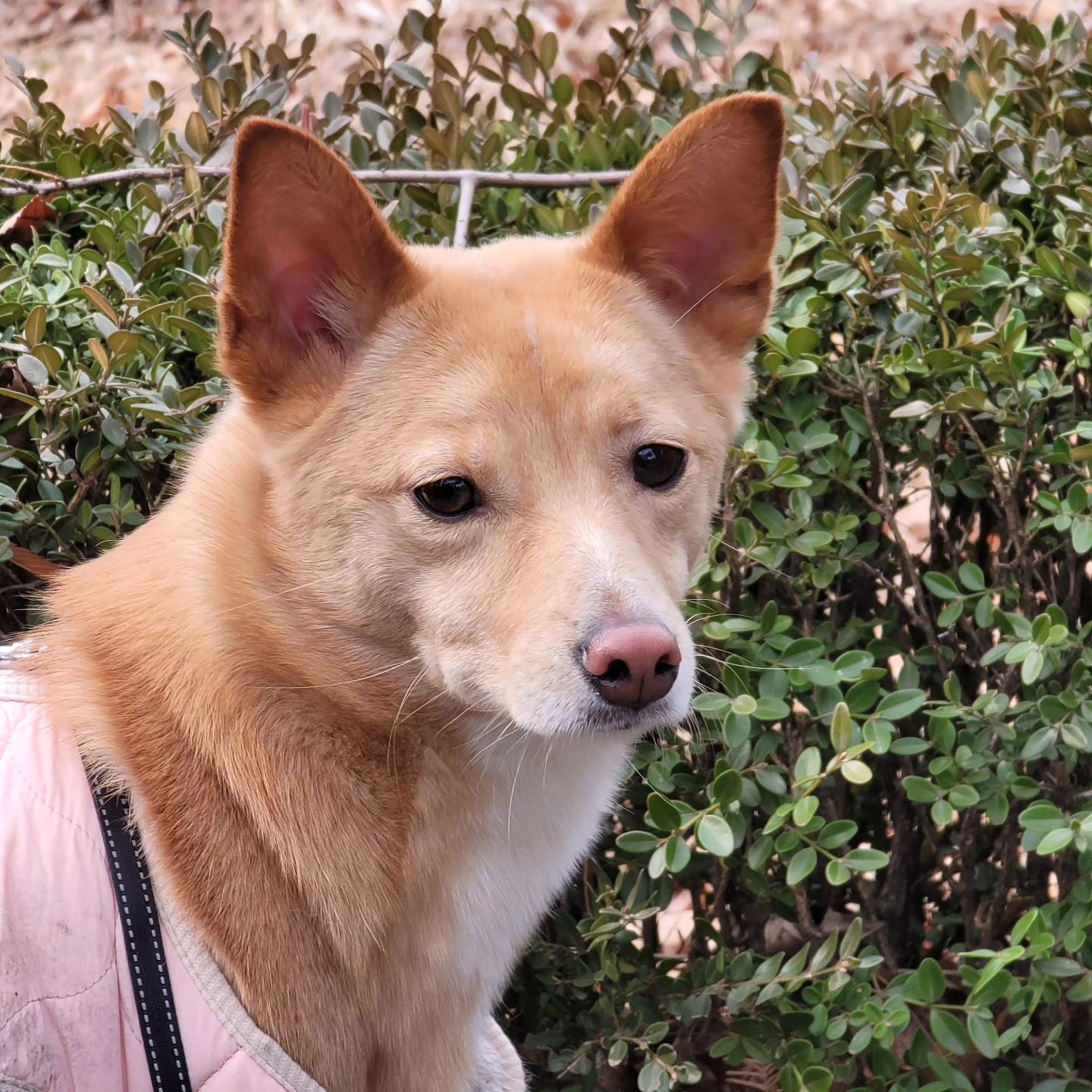 아련.. 🐶
강아지