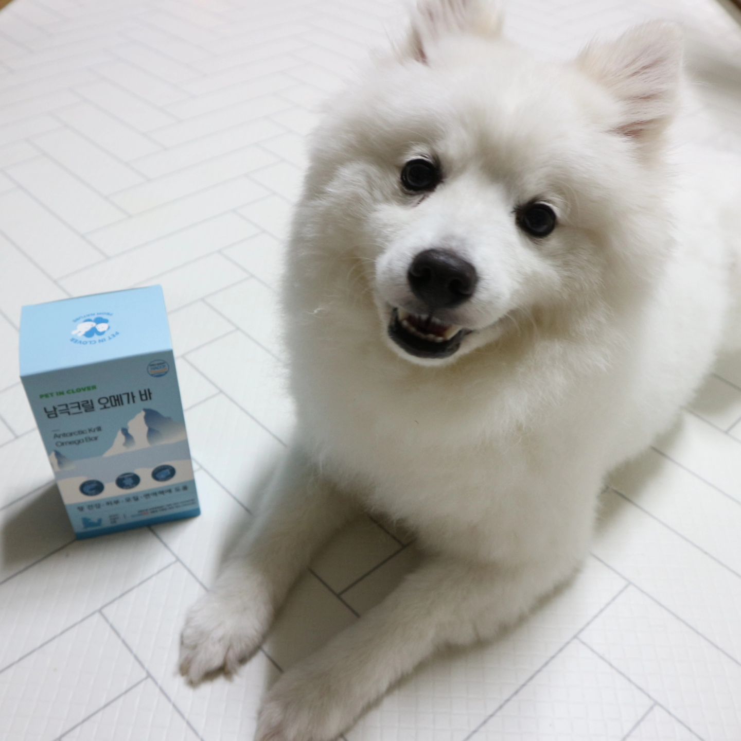 #제품협찬

펫인클로버 오메가바.

화포에게 필수로 먹이는 영양제가 강아지유산균이랑 오메가3예요.

이번에 화포가 먹어본 펫인클로버 오메가바는 HDC 제조 제품으로
분말 영양제가 아니라서 기호성 진심 갑 간식 같은 오메가바예요!!

강아지 뿐만 아니라 고양이도 겸용으로 섭취 가능한 영양간식이고,
건강증진에 좋은 칠면조, 오메가3, 남극크릴, 발효녹용 농축분말 골드등
좋은 성분 가득 들어가 있어서 일반 간식 대신 영양가있게 먹이기 굿굿!

개별포장이라 더운 여름에 습도 때문에 간식 보관도 걱정이었는데
언제 어디서든 간편하게 먹일 수 있는 영양만점 오메가바랍니다🐶🐶

#펫인클로버 #건강한재료강아지간식 #건강한재료고양이간식 #반려동물간식 #반려동물간식추천 #강아지오메가3