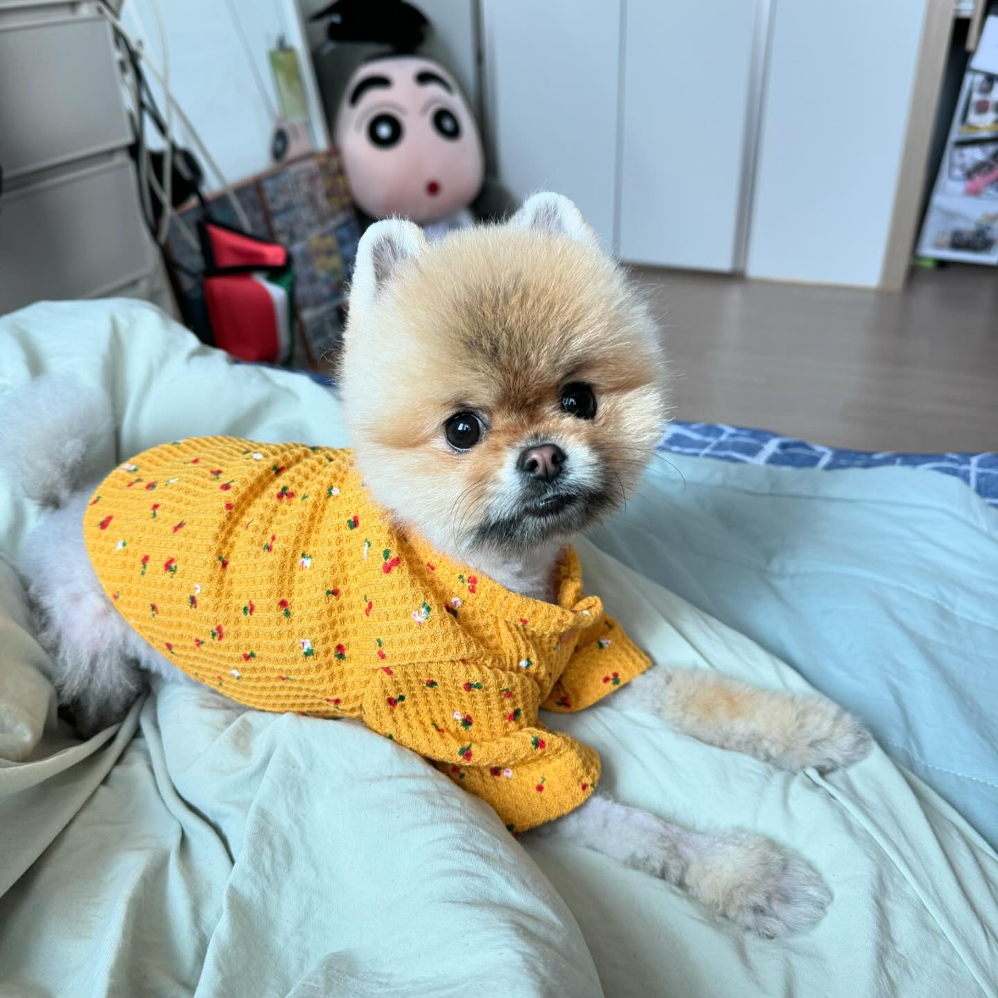 이틀이나 집나갔다 돌아온 큰눈나 한테 화가 잔뜩나지만.. 껌딱지😘