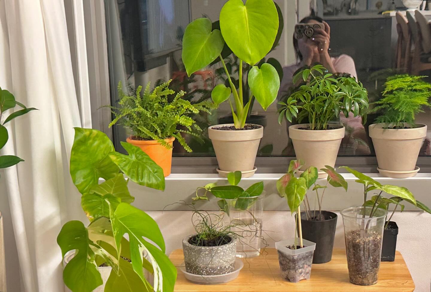 요즘 식물들 마니 사서 밥 안먹어도 배불렁(뻥)🌱🌱
