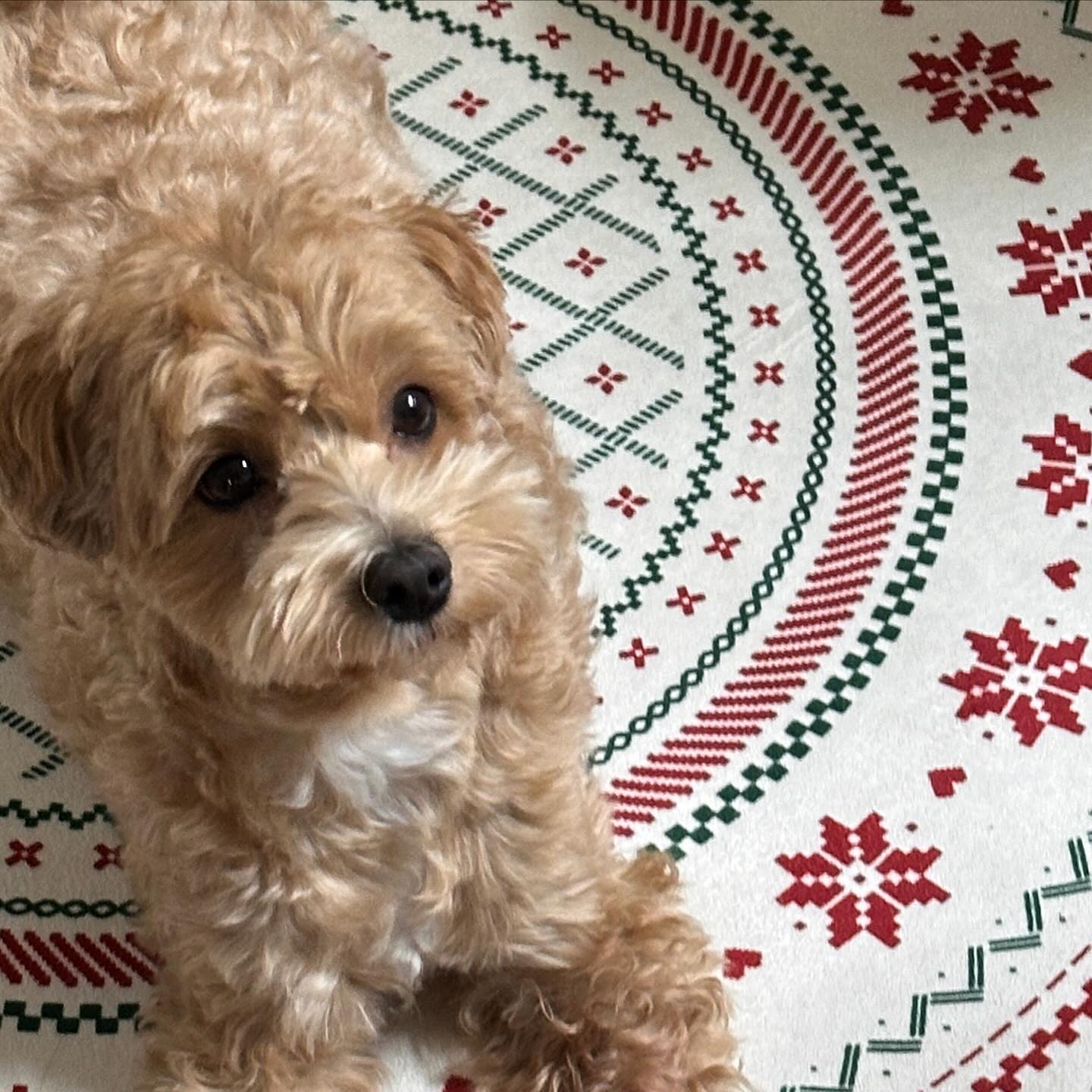 달링달콩이네와 옹기종기 홈파티🐶
#happychristmas🎄