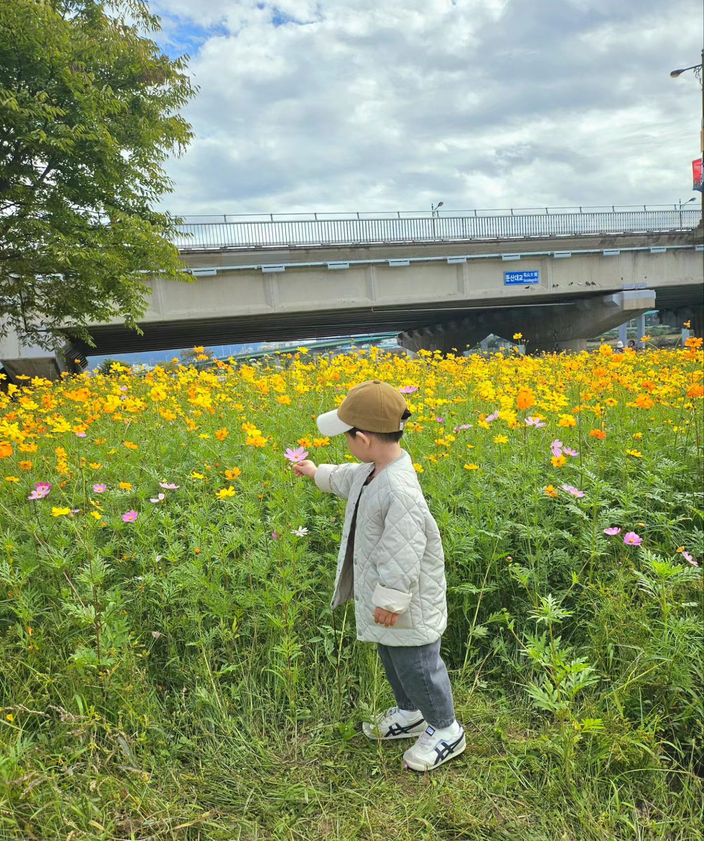 너무너무 예쁜 코스모스 🌼🌸