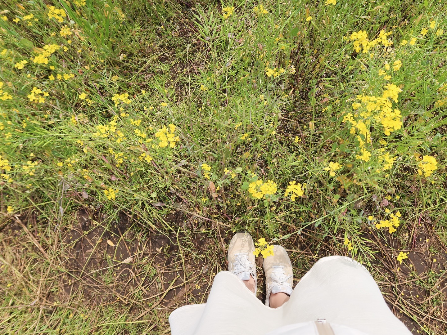 Jeju💛