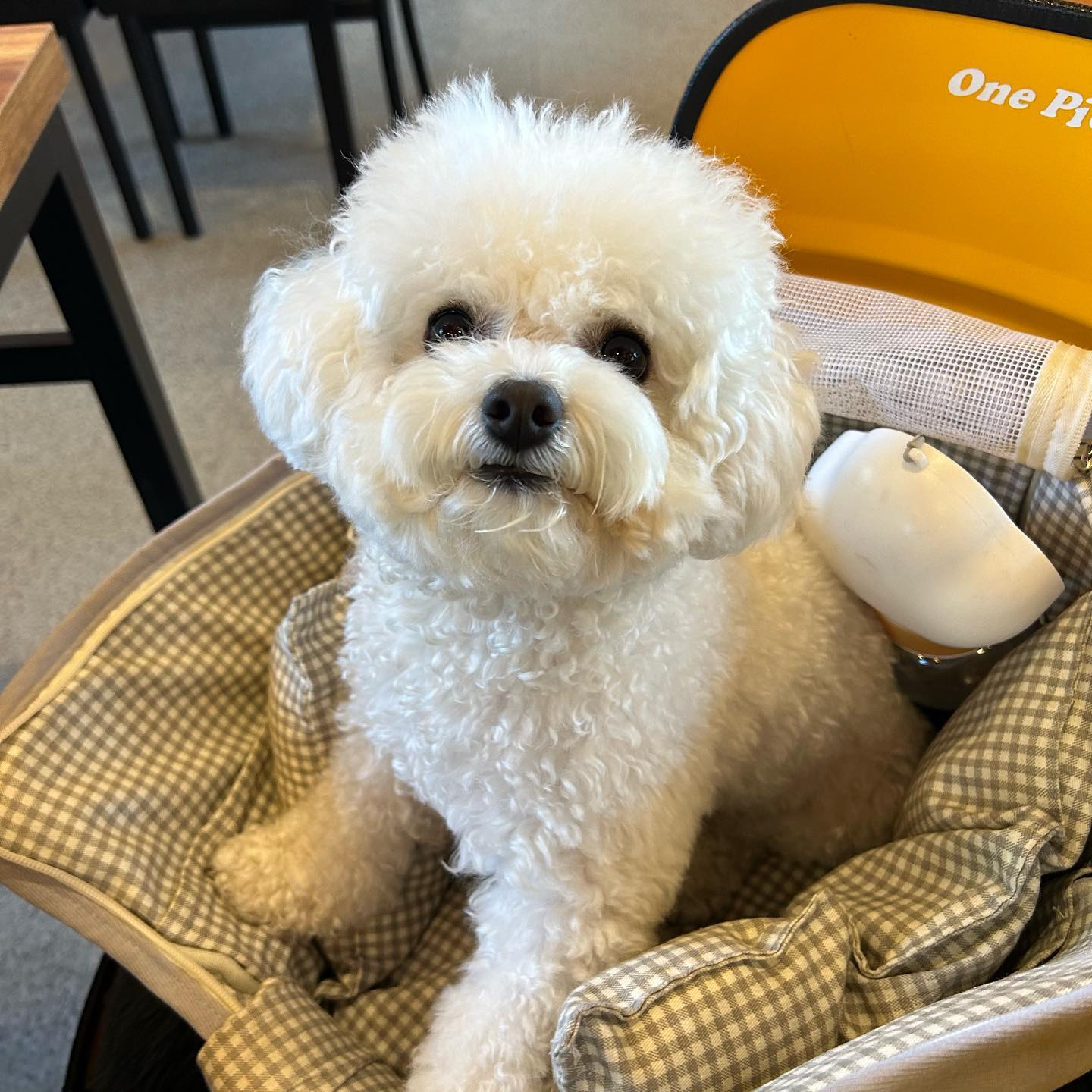 🐶 눈나 고기 한입만 죠 낼름