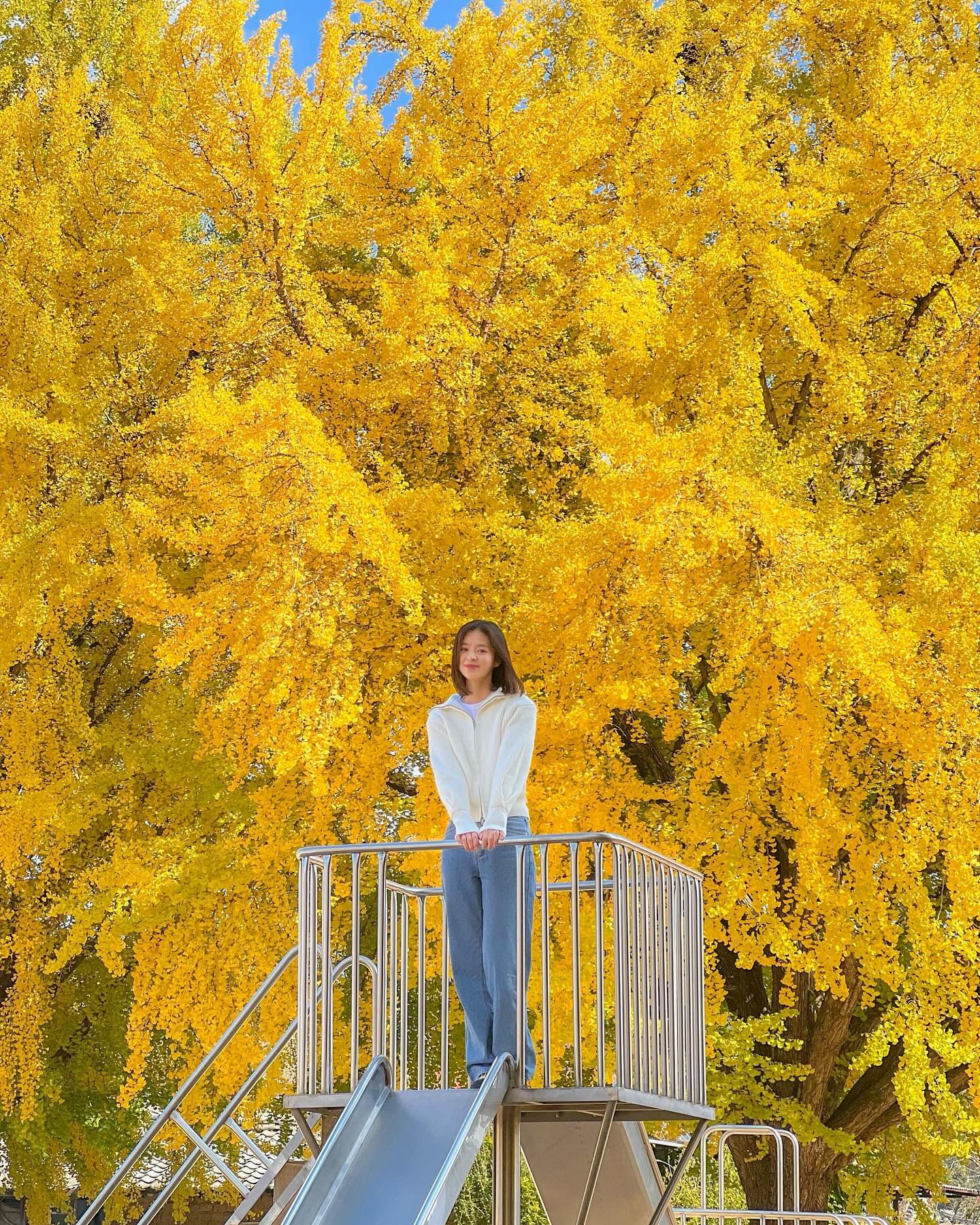 이번 주를 놓치면 일 년을 기다려야 할지도 몰라💛

누가 은행나무에 레모나를 탄 건가 싶을 정도로
티 없이 맑은 노란 색감의 별천지였던 의성 사촌마을이에요.

주말 임에도 사람이 정말 없어서 가을을 만끽하기 좋았죠.
아는 사람만 아는 단풍 명소 같은 느낌이랄까요🍂

특히 점곡 초등학교 내에는 마을에서 가장 오래된 
은행나무가 있고, 학교 입구부터 노란 황금 카펫이 펼쳐집니다.

정글짐과 미끄럼틀, 그네 등등 다양한 학교 시설물이
근사한 포토존이 되어 주었어요🧡
(수업 시간에는 아이들에게 피해 주시면 안 돼요!)
이번 주가 초절정이니 서두르세요🚘♥️

📍의성 사촌마을
-경북 의성군 만취당길 69

📍점곡초등학교
-경상북도 의성군 점곡면 점곡길 8

🔖주차 : 무료
🔖입장료 : 없음
🔖애견 동반 : 가능 

#국내여행 #가을여행 #은행나무명소 #가을여행지
#경북여행 #의성여행 #단풍명소 #단풍여행지 #은행나무길